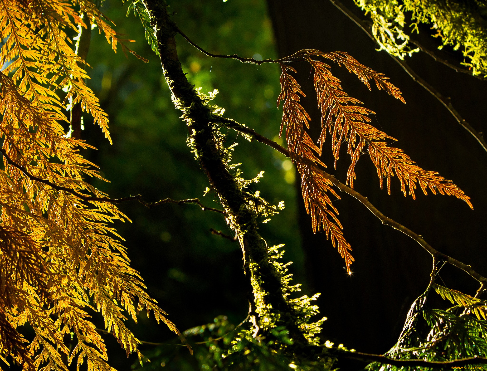 природа, макро, мох, ветки