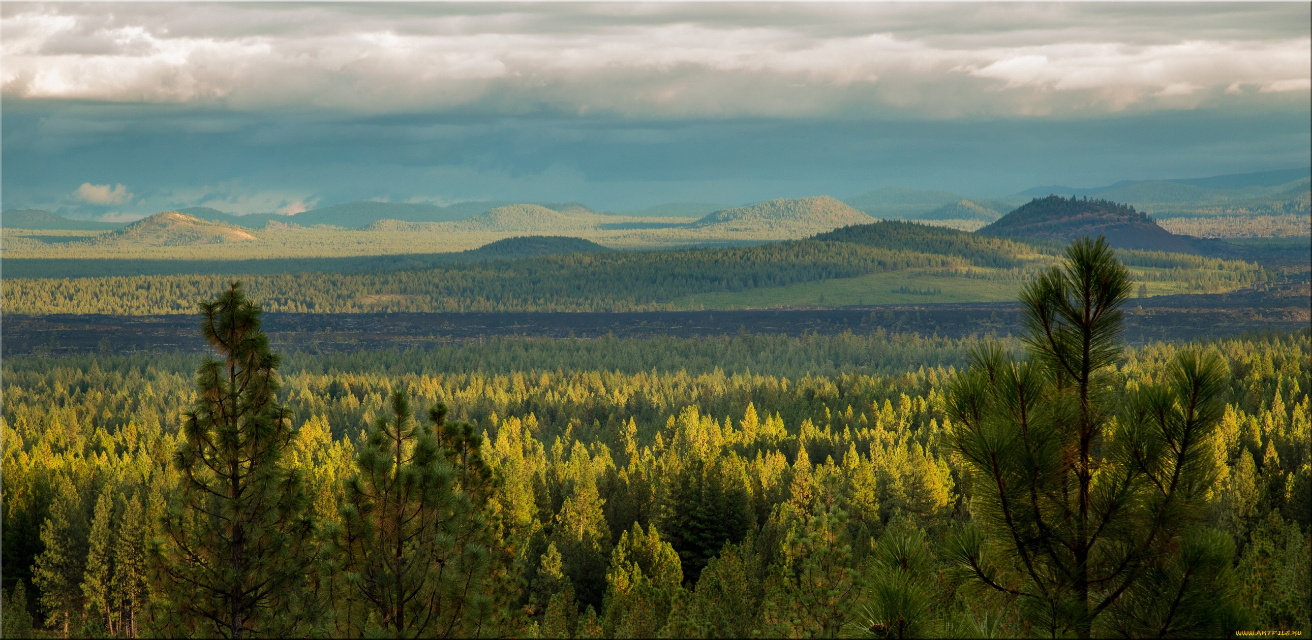 природа, лес, хвойный, деревья, ели, небо