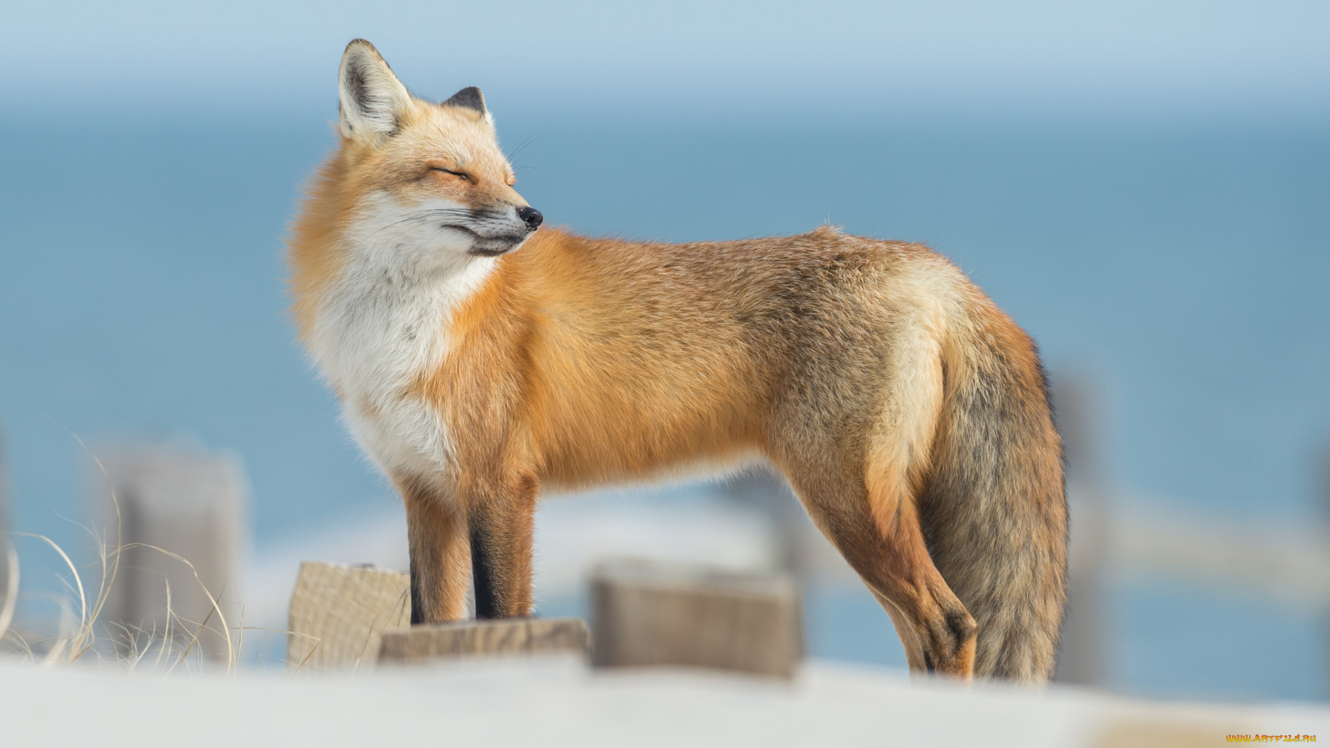 животные, лисы, лисичка