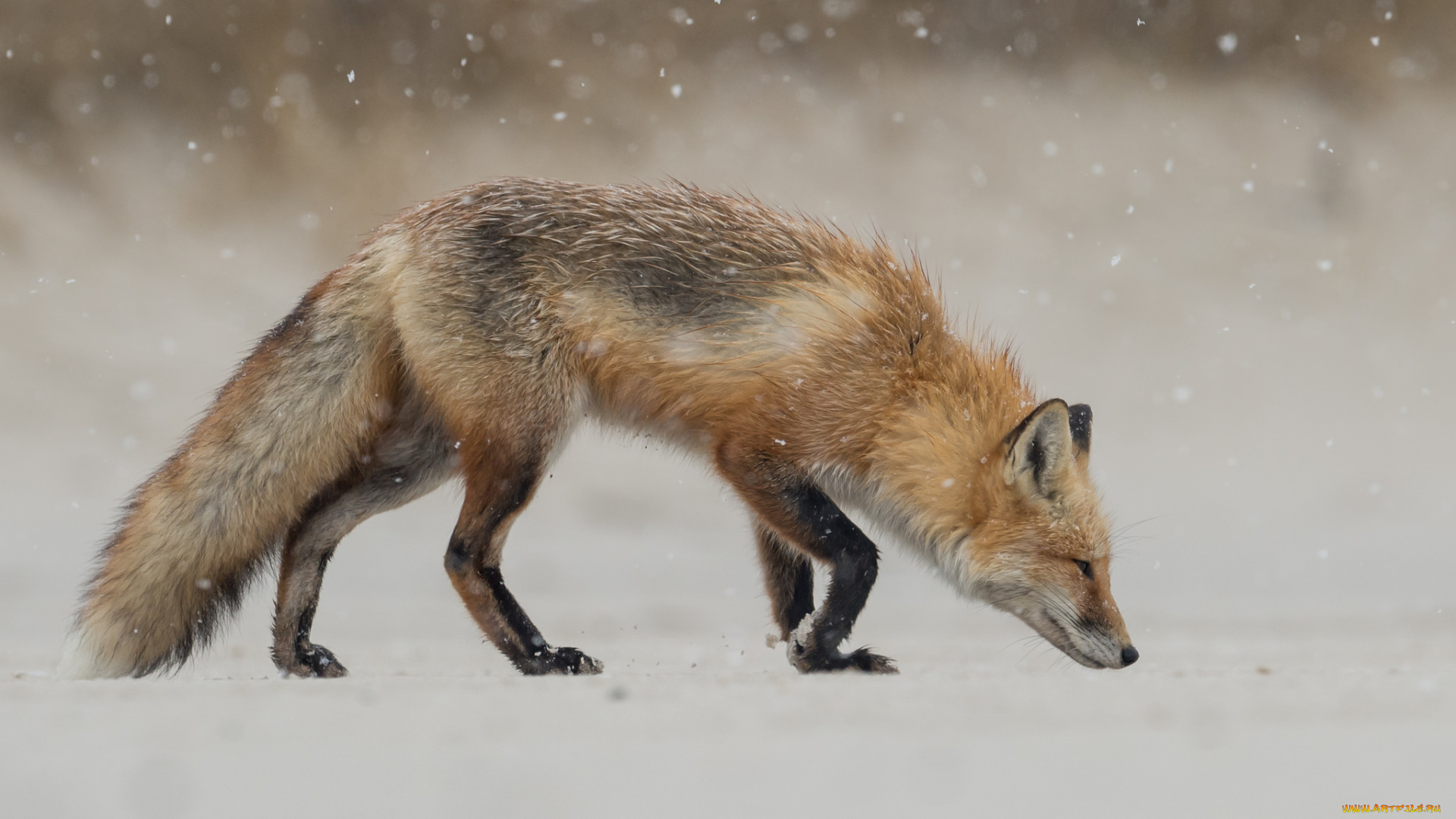 животные, лисы, лисичка