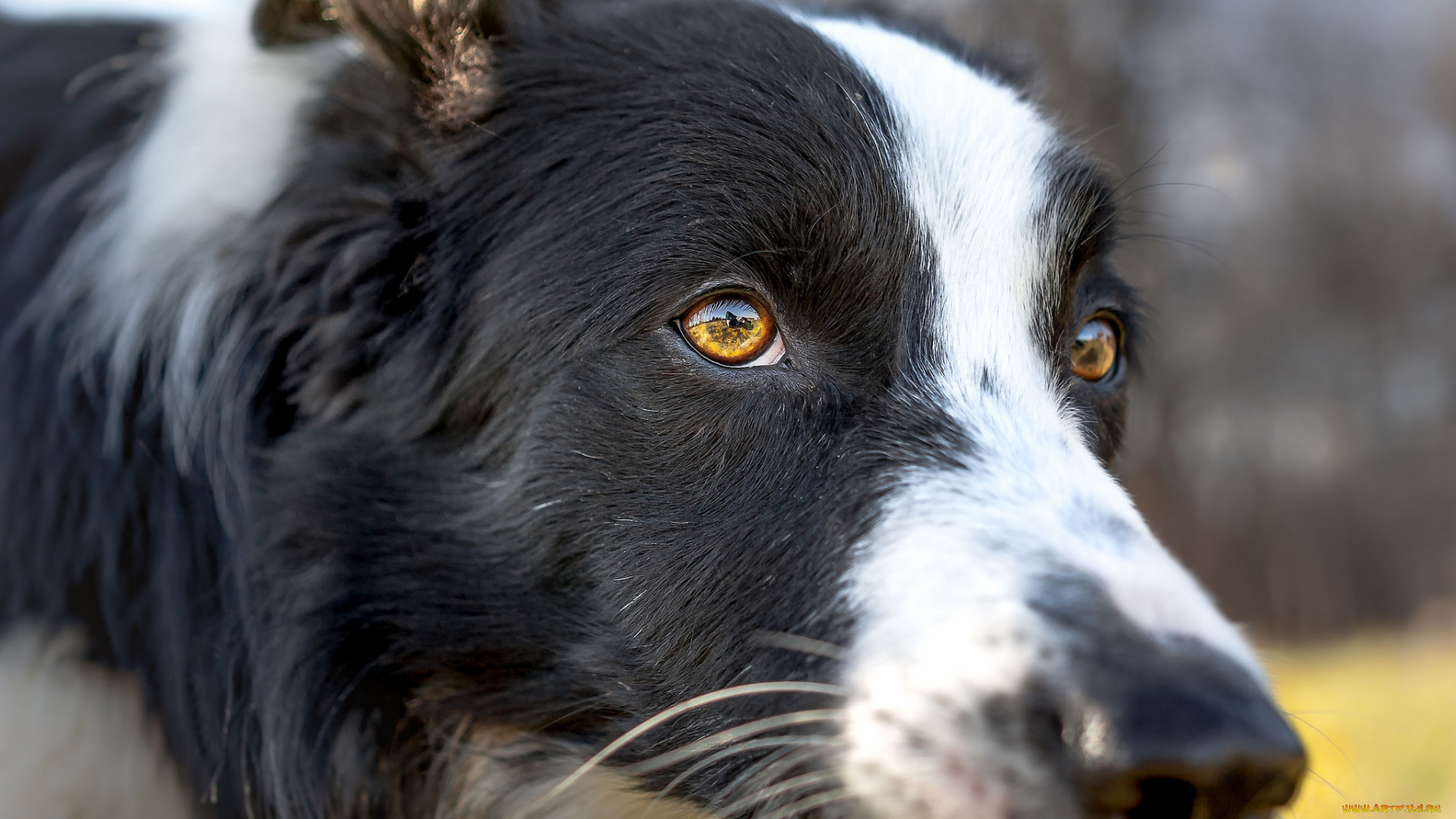 животные, собаки, пес