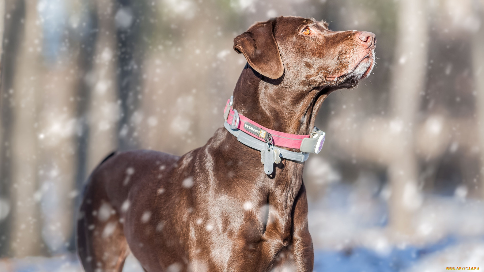 животные, собаки, пес