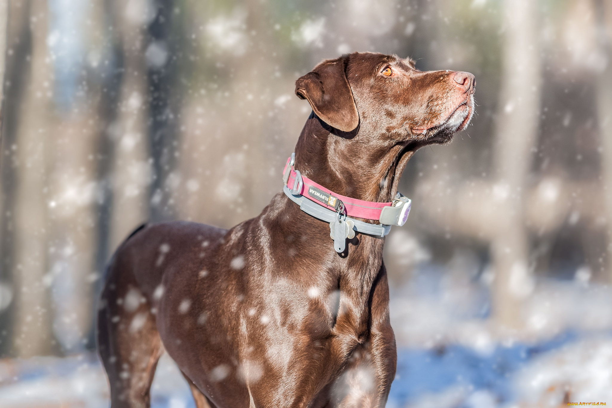 животные, собаки, пес