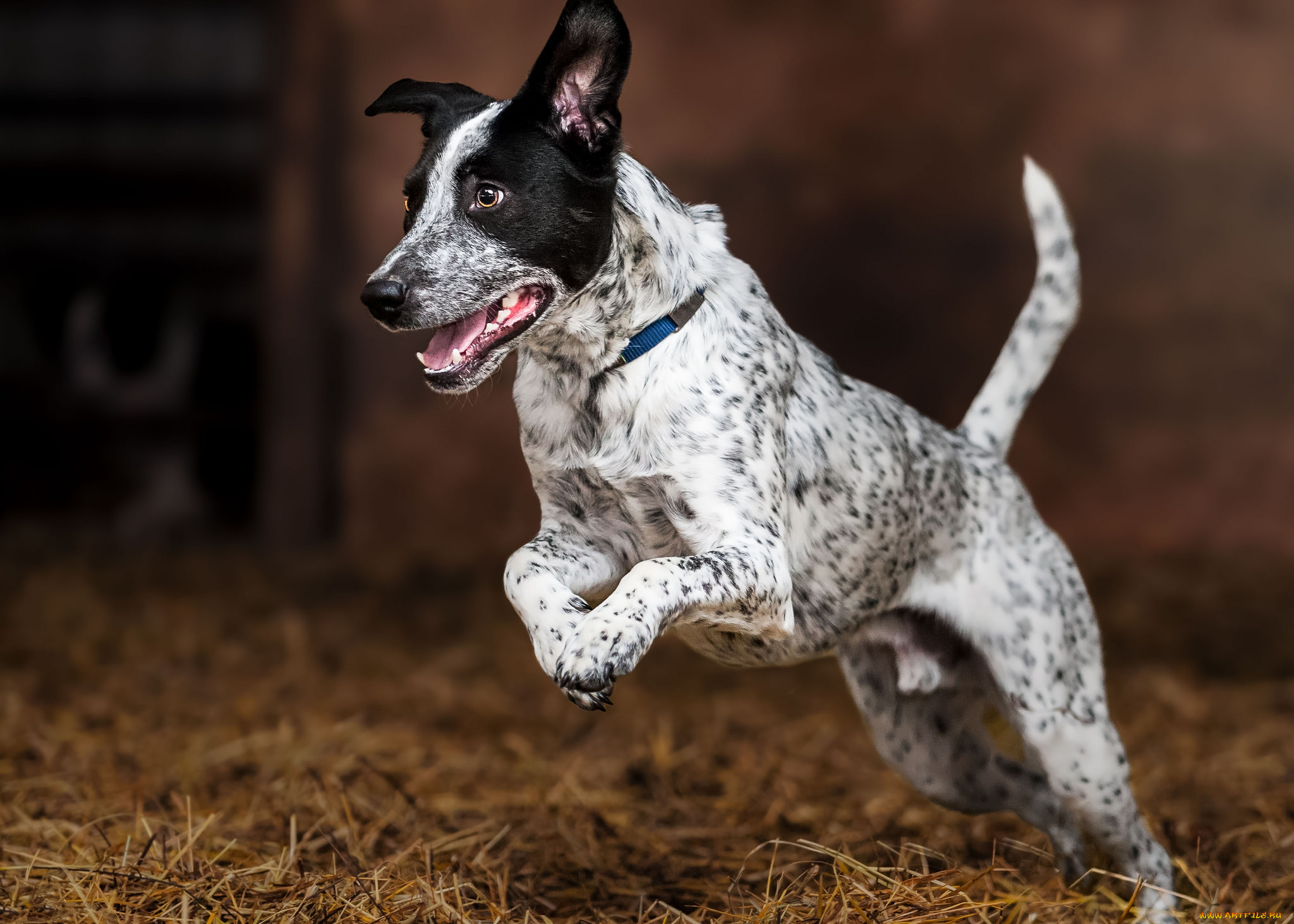 животные, собаки, пес