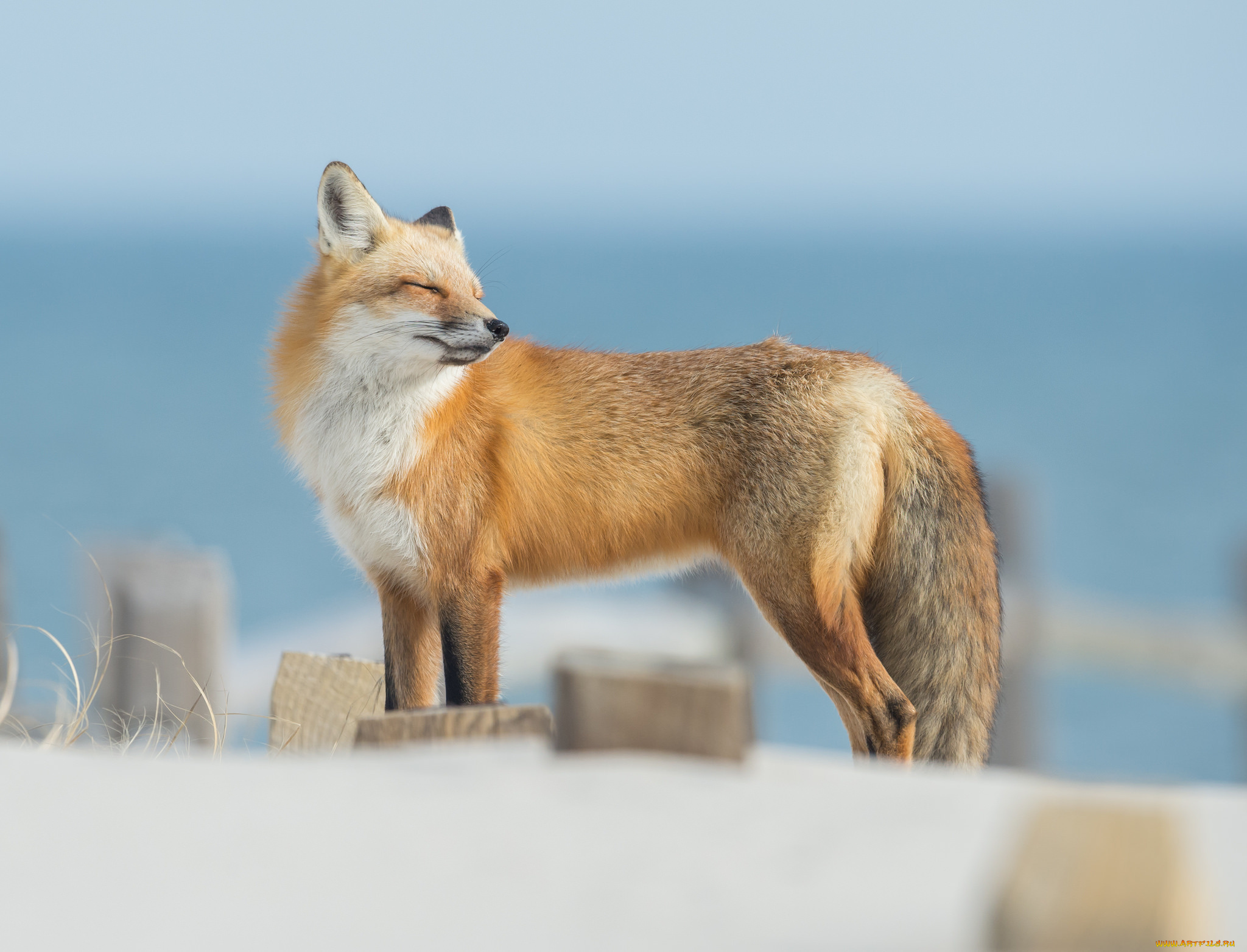 животные, лисы, лисичка