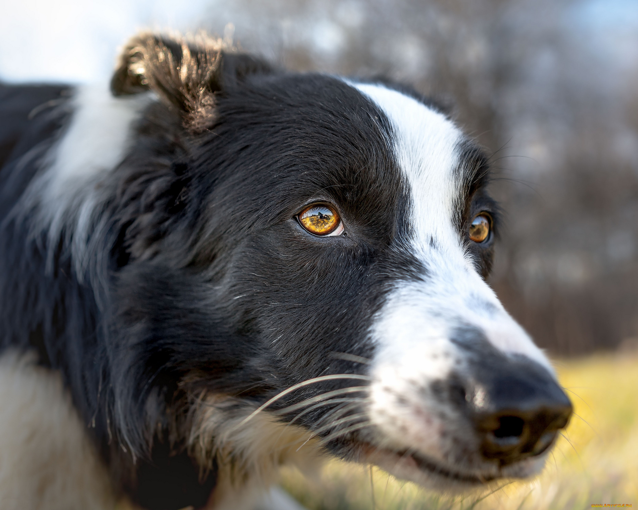 животные, собаки, пес
