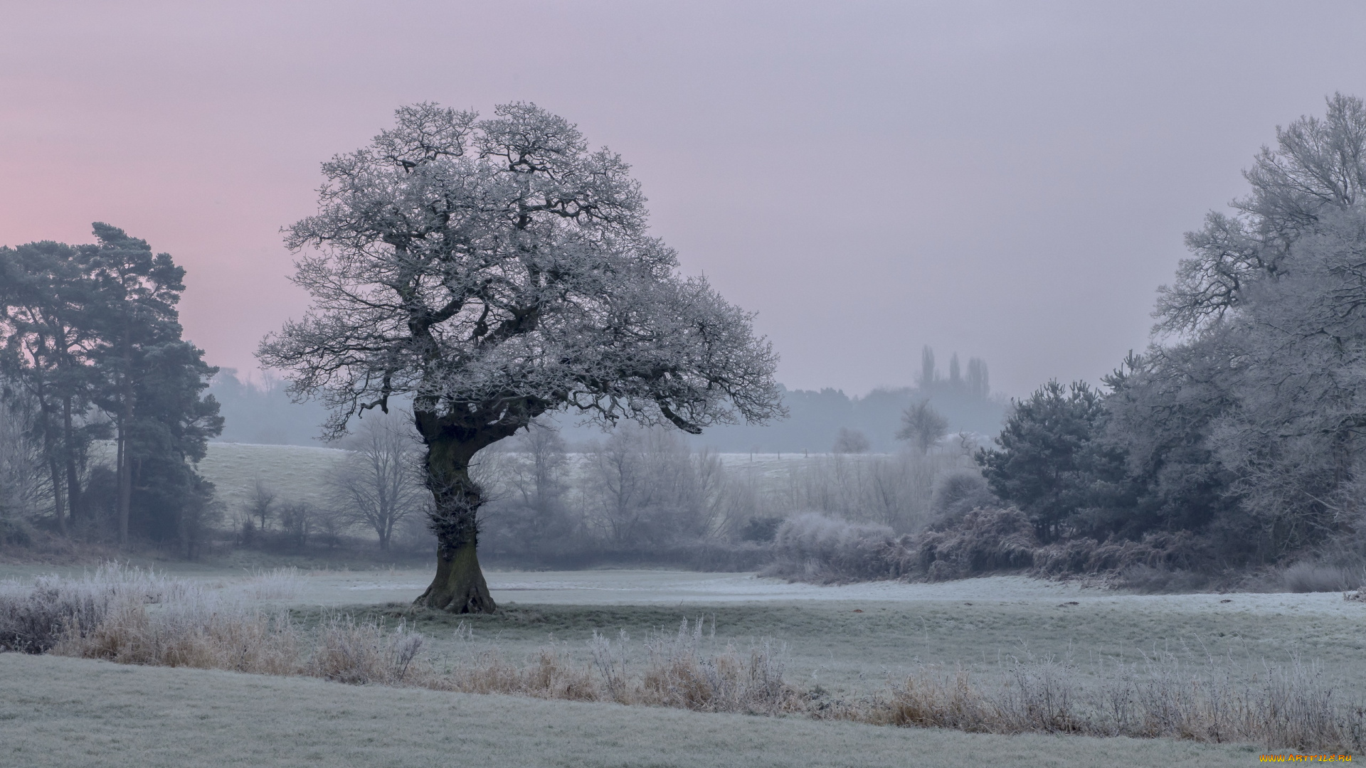 природа, дороги, дерево, поле, утро