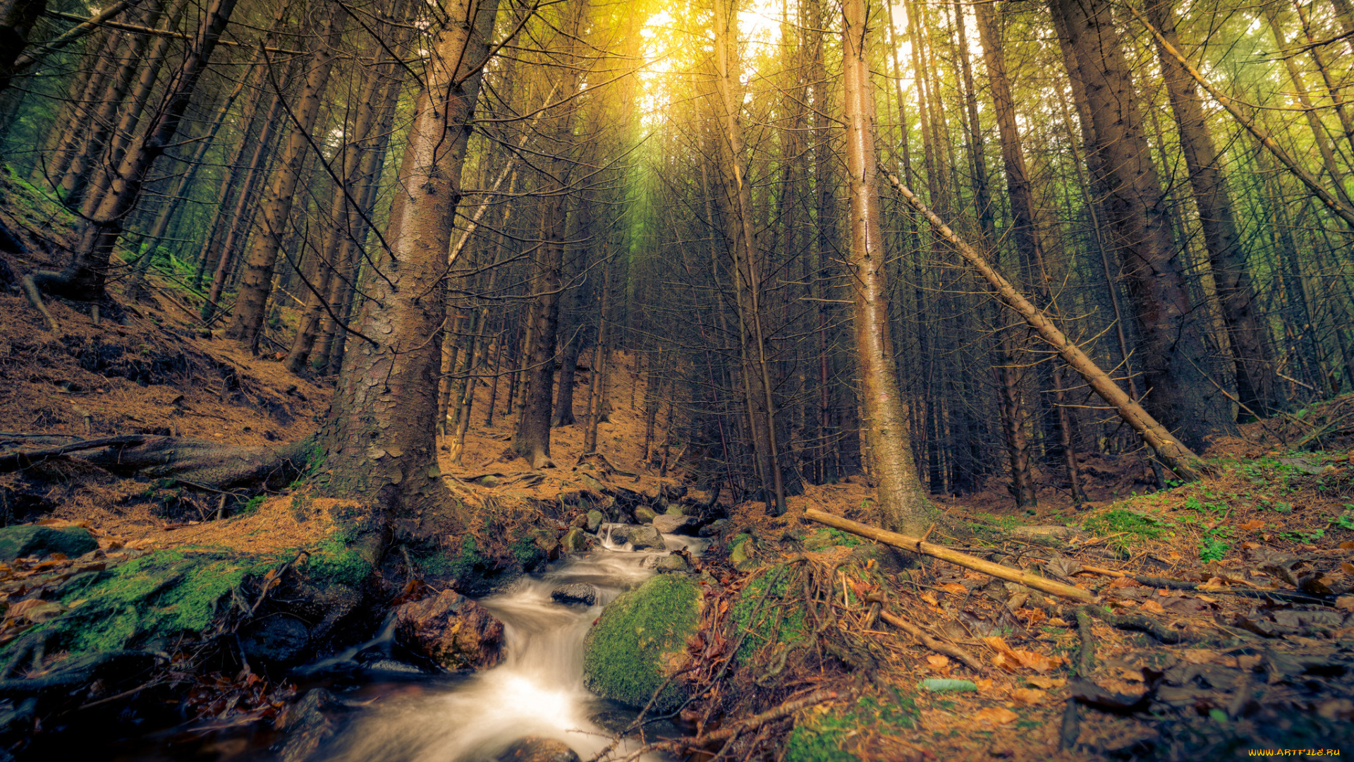 природа, лес, простор