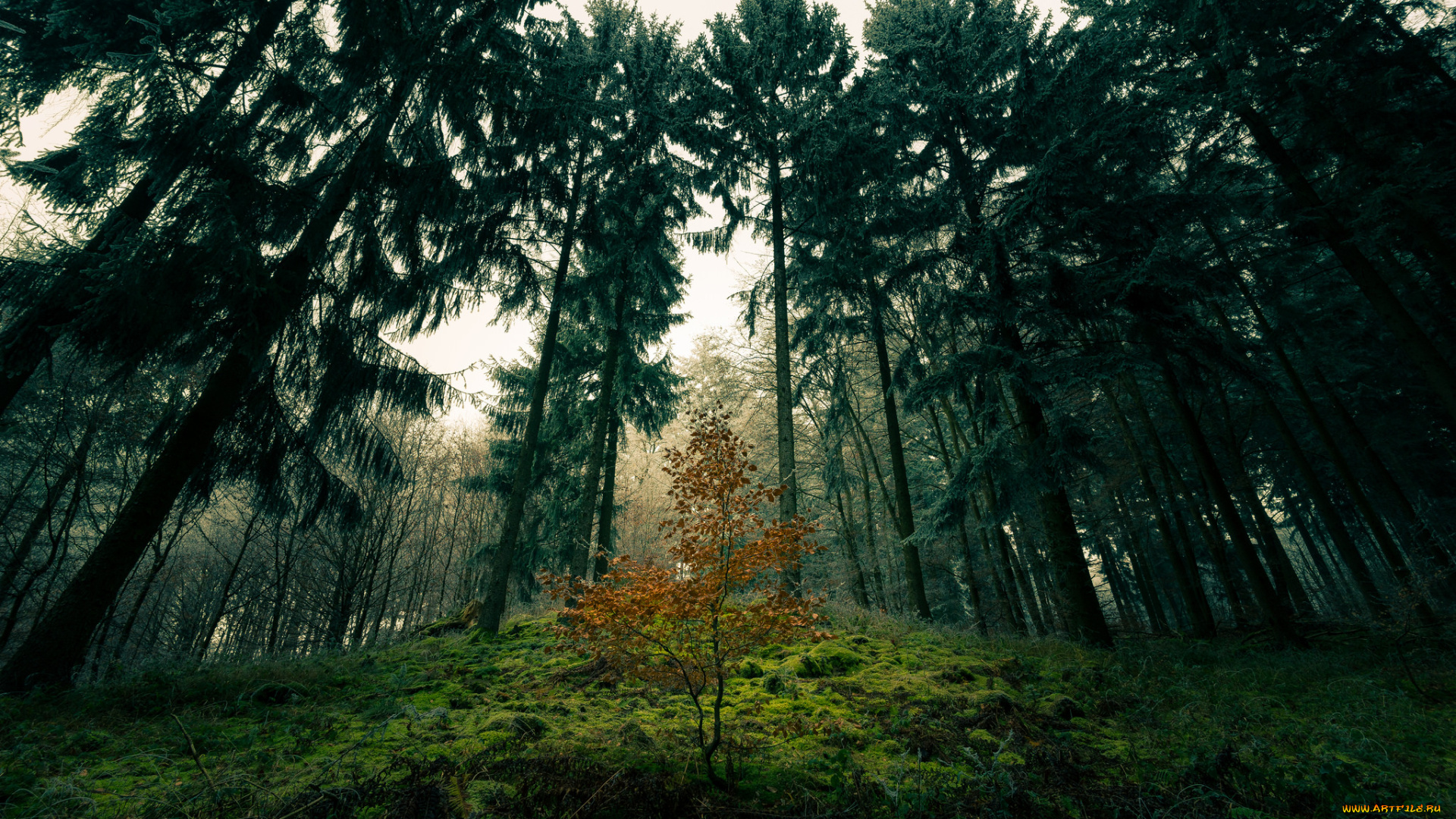 природа, лес, простор