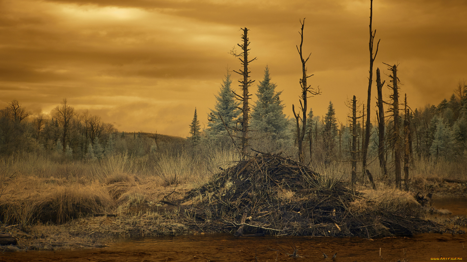 природа, пейзажи, простор