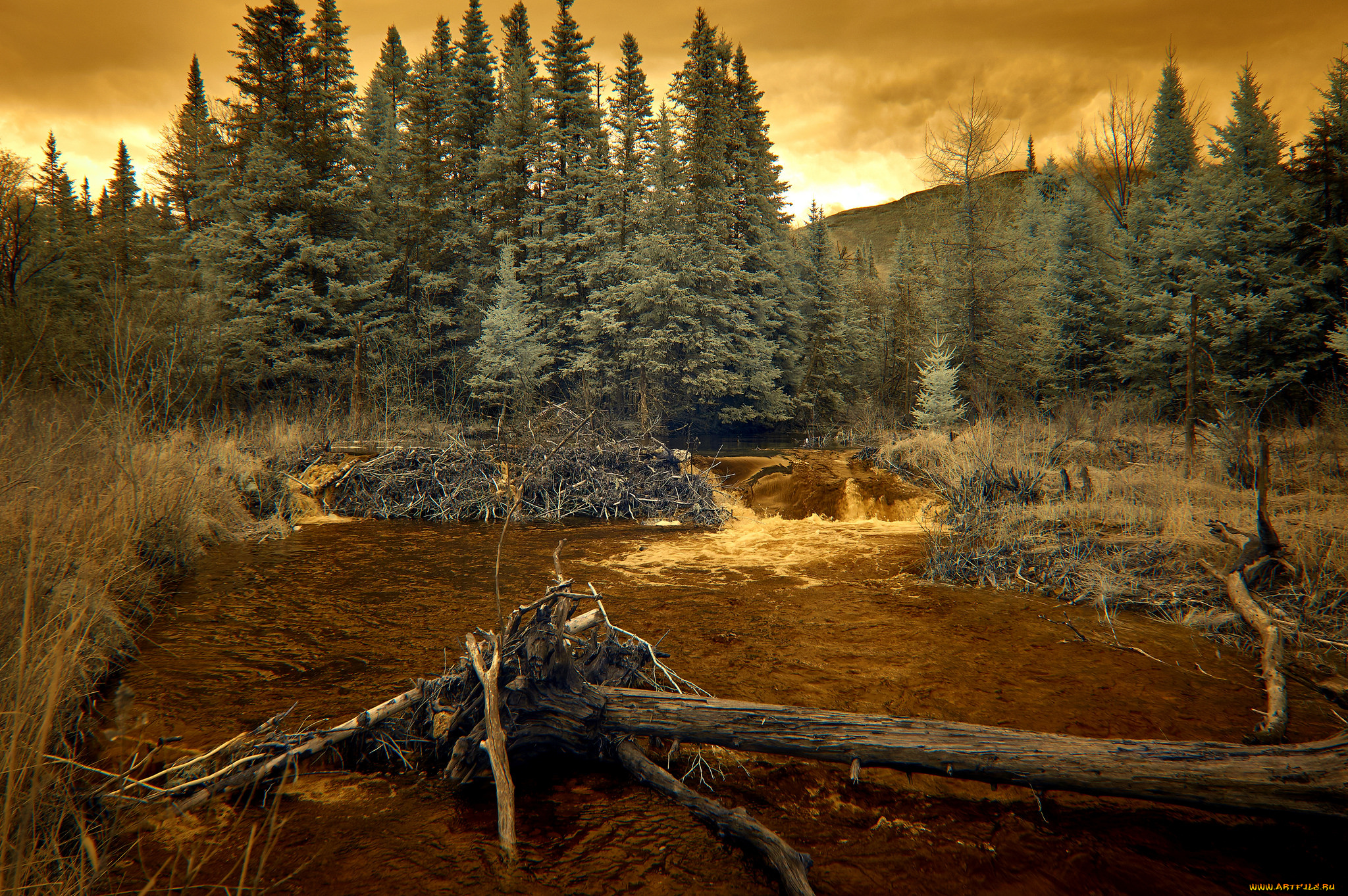 природа, лес, простор