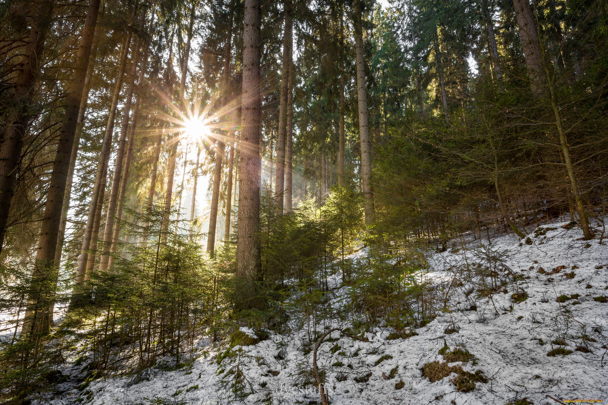 природа, лес, простор