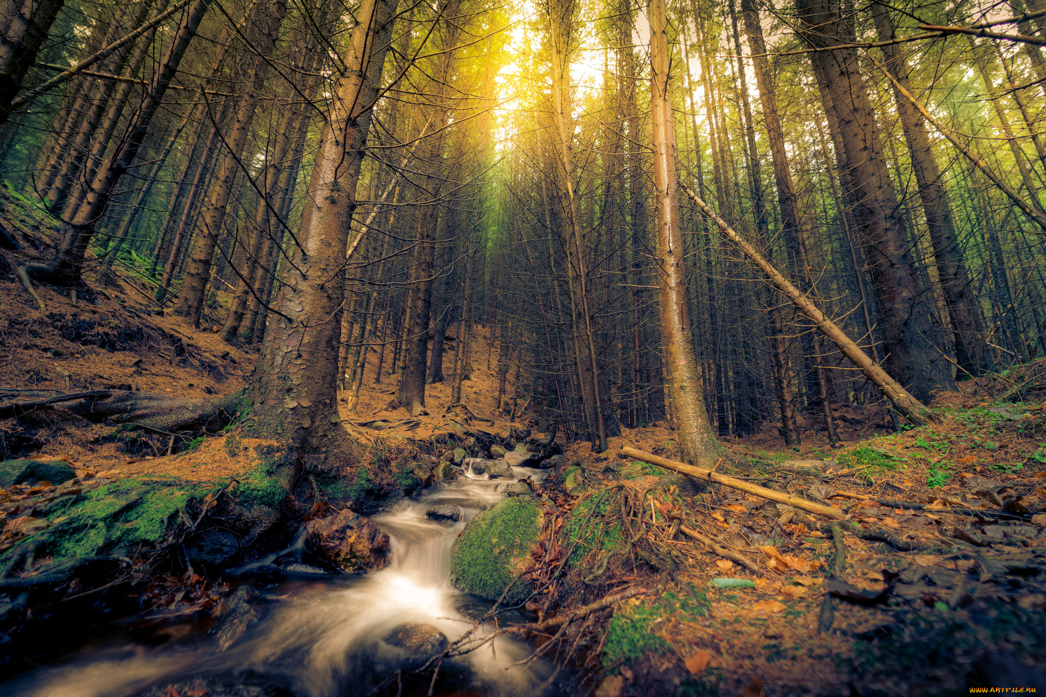 природа, лес, простор