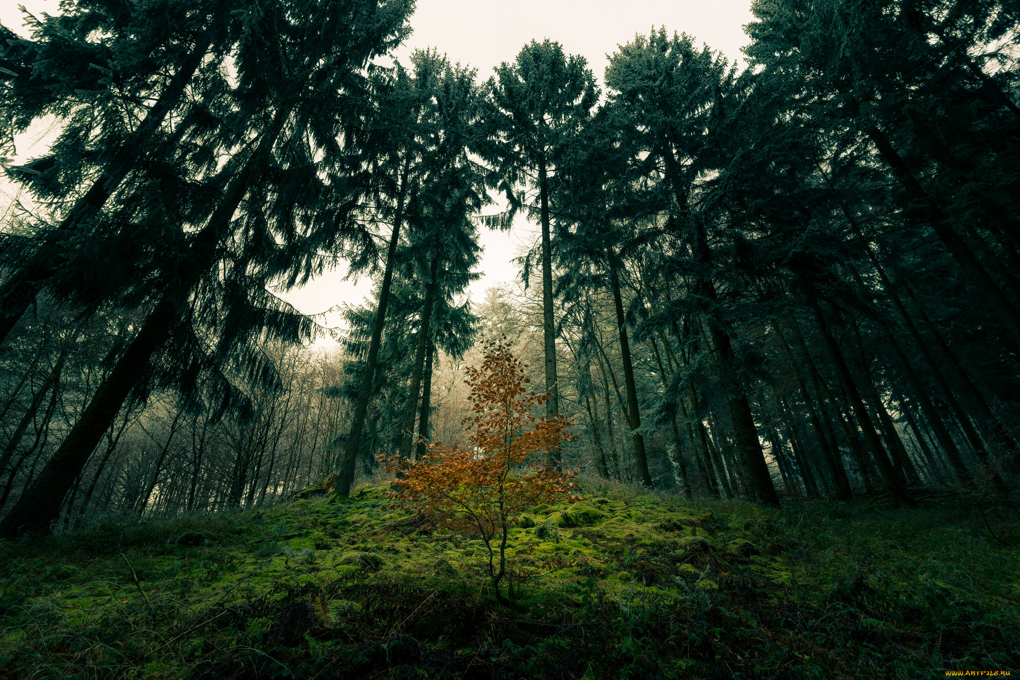 природа, лес, простор