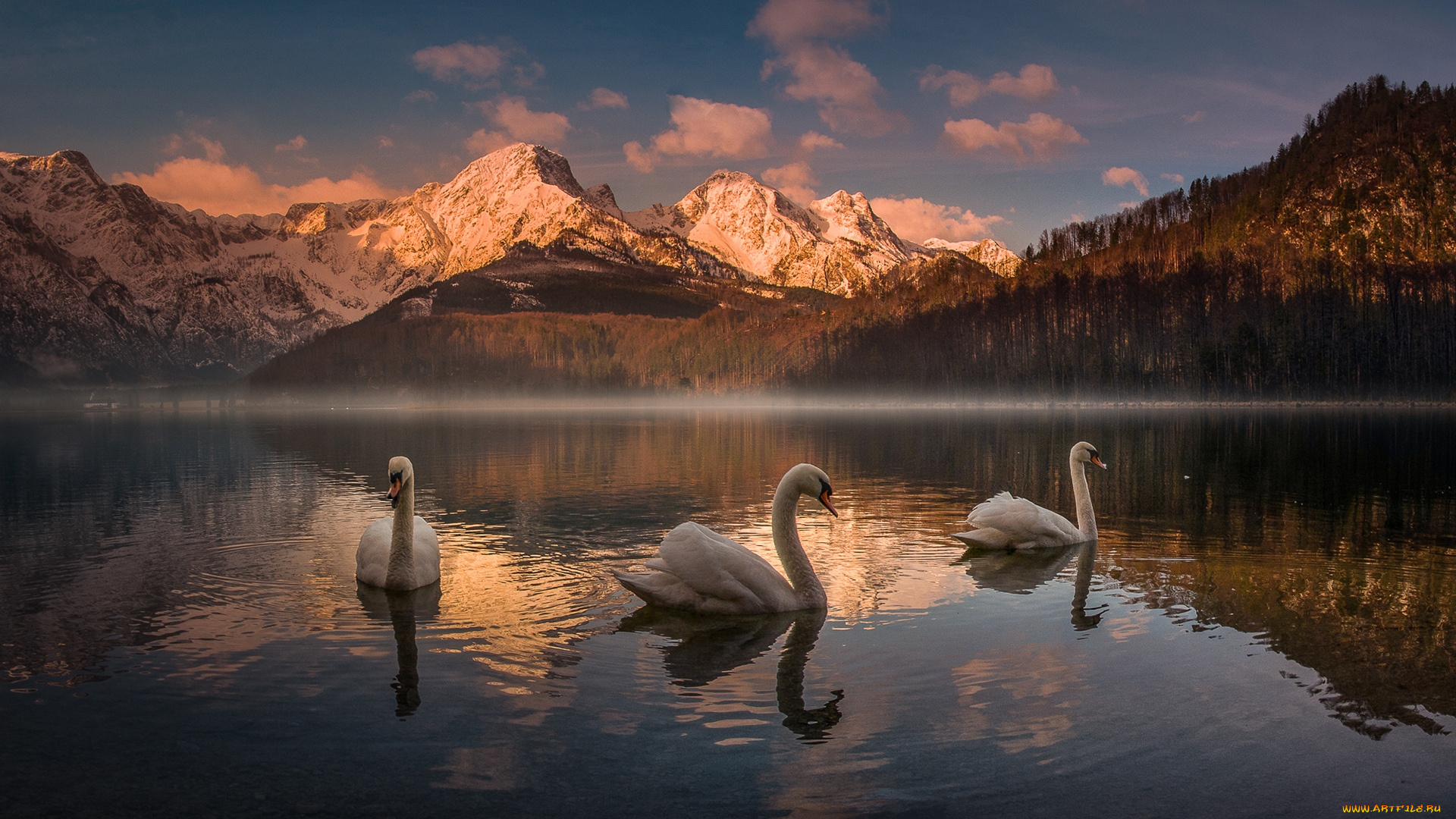 животные, лебеди, австрия, озеро, альмзе