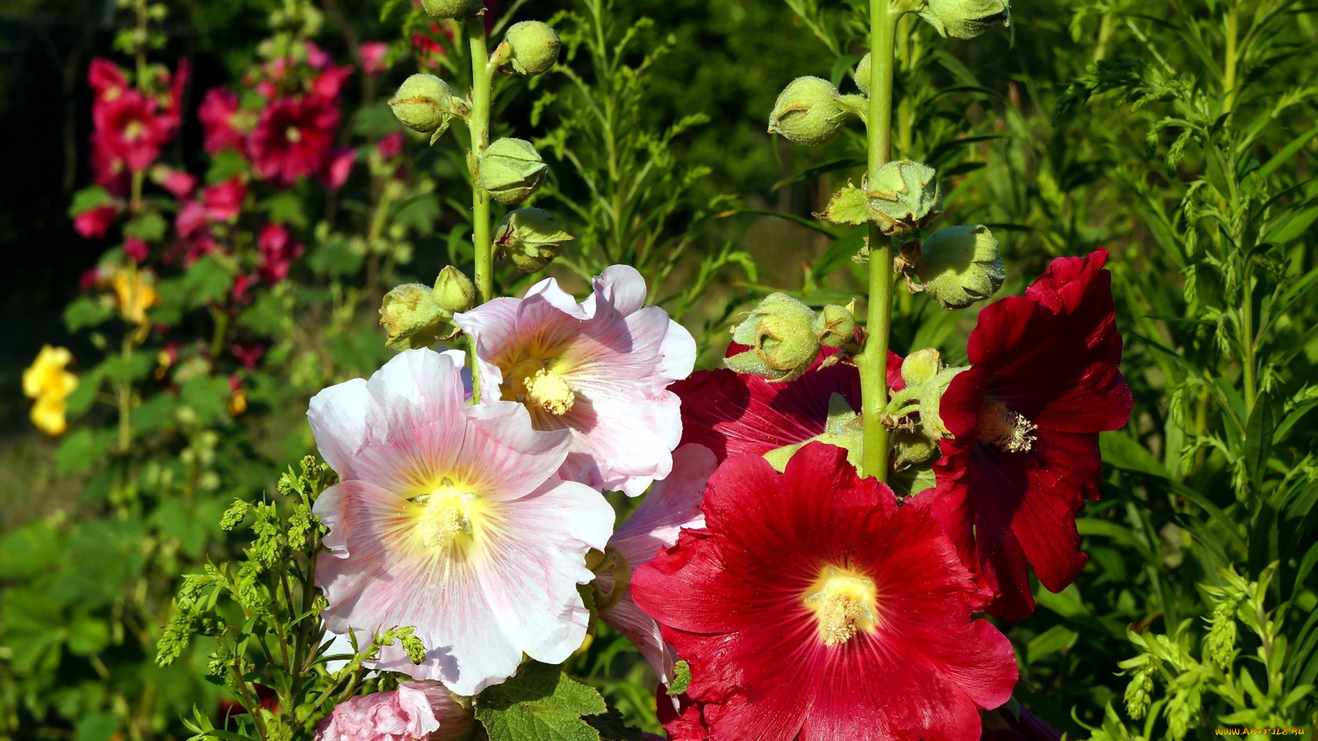 цветы, мальвы, розовая, алая, мальва