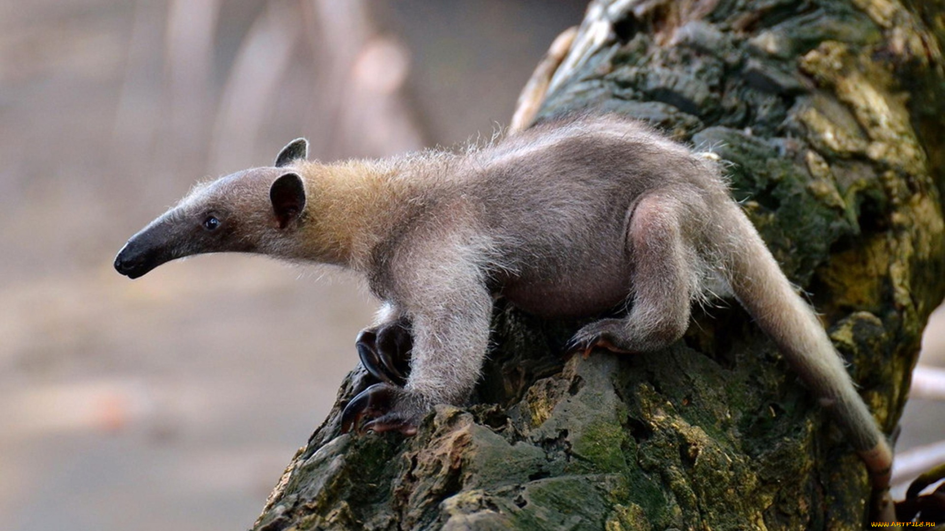 муравьед, животные, муравьеды, млекопитающие, неполнозубые