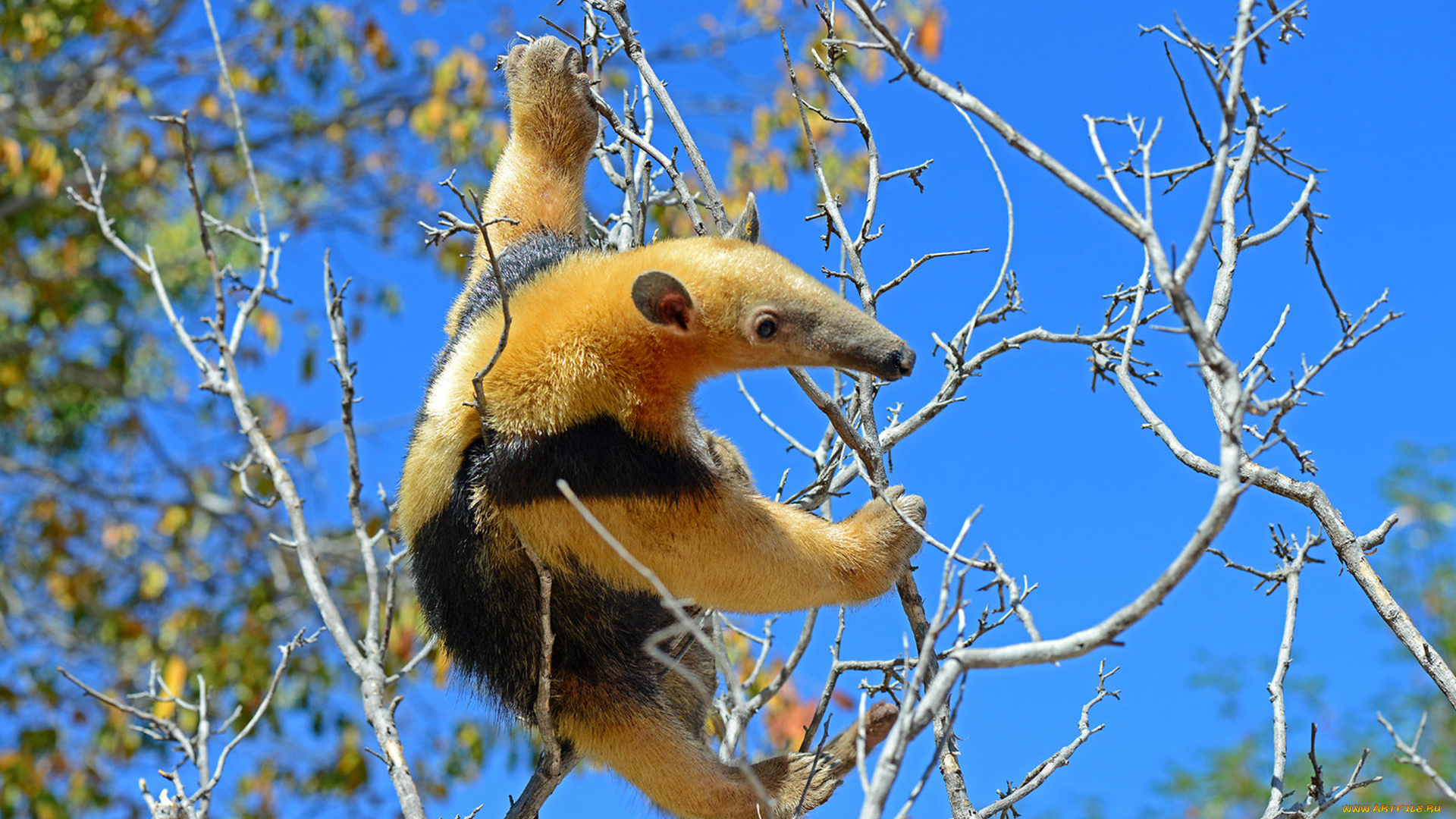 муравьед, животные, муравьеды, млекопитающие, неполнозубые