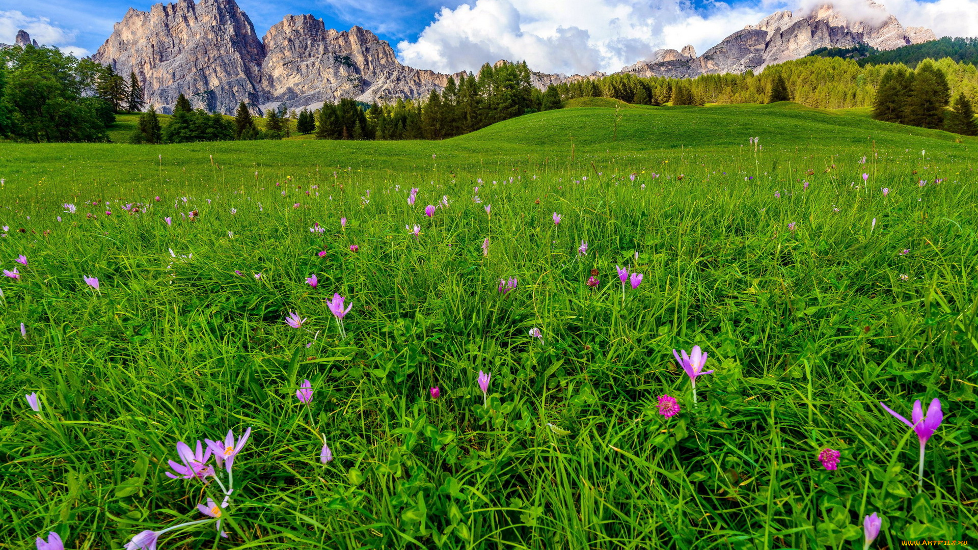 природа, луга, горы, луг, трава, цветы, весна