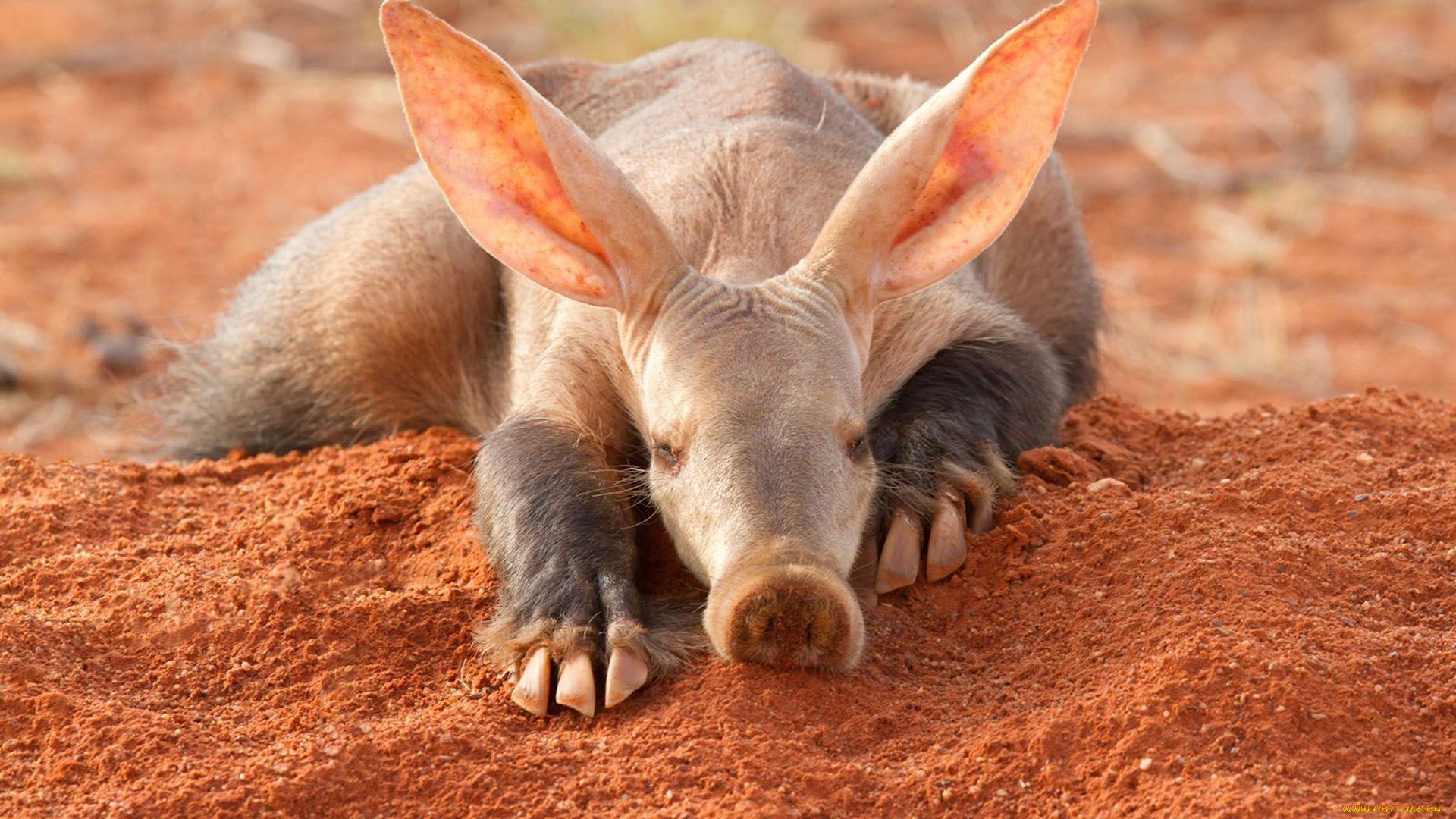 трубкозуб, животные, -, другое, африка, млекопитающее, трубкозубы, трубкозубовые, земляная, свинья