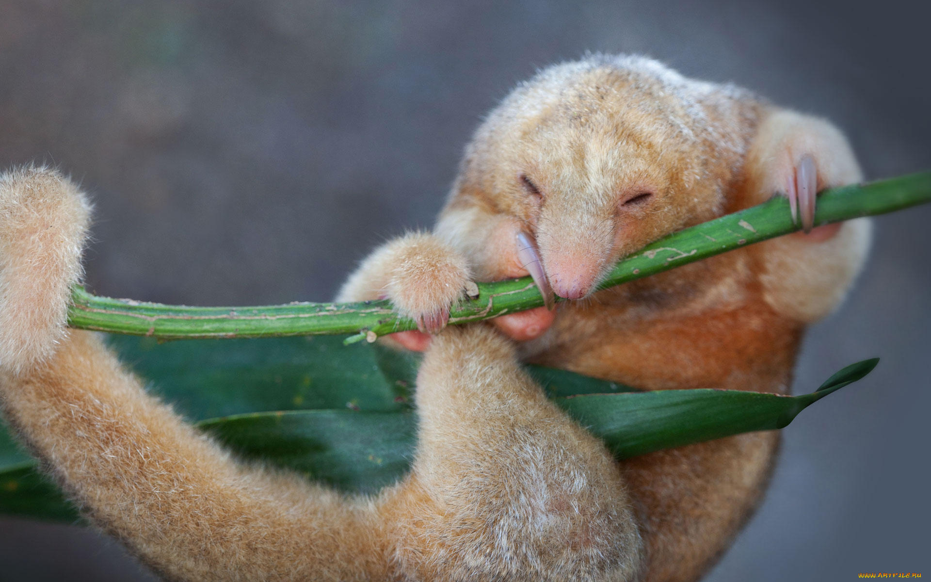 муравьед, животные, муравьеды, детёныш, млекопитающие, неполнозубые