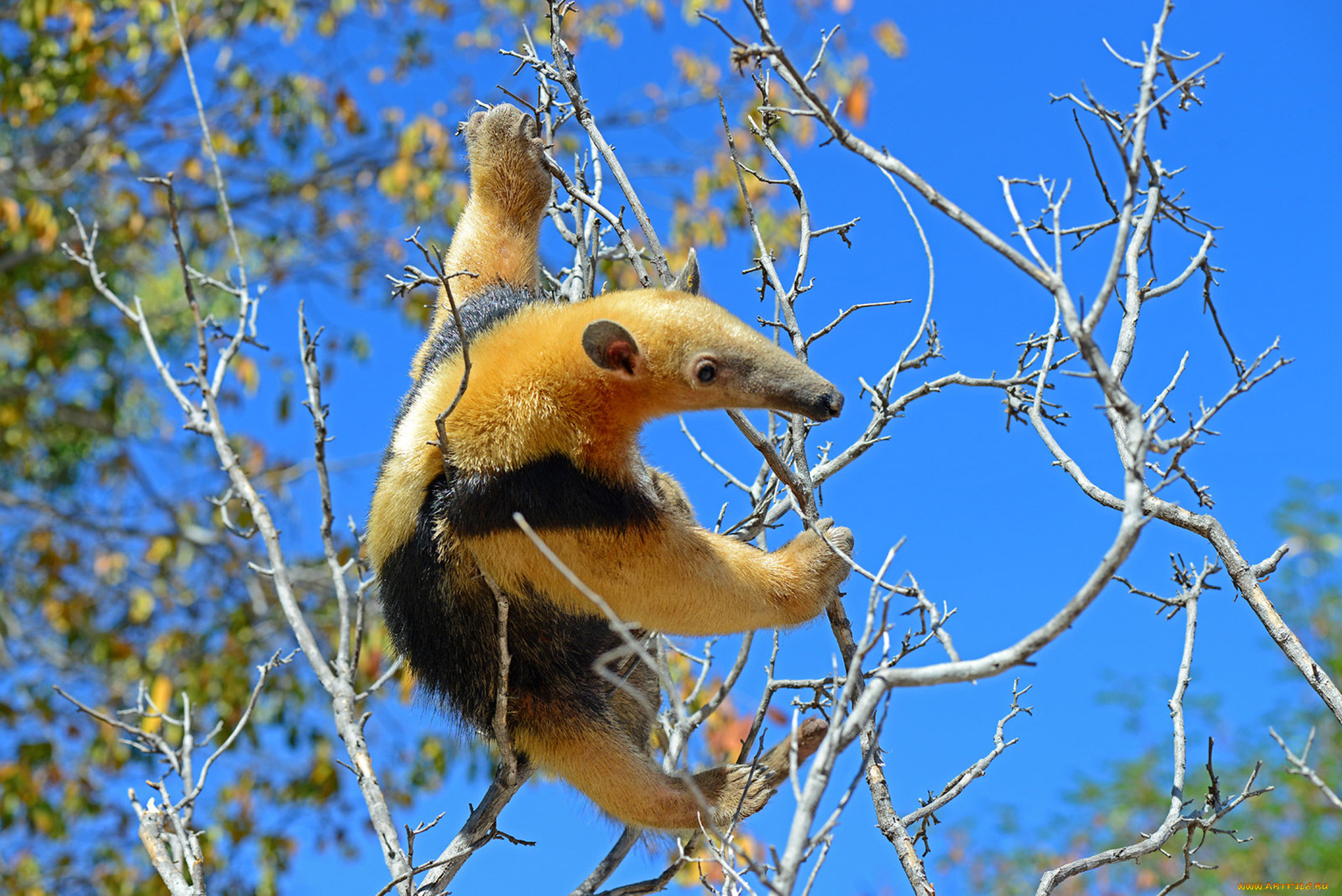 муравьед, животные, муравьеды, млекопитающие, неполнозубые