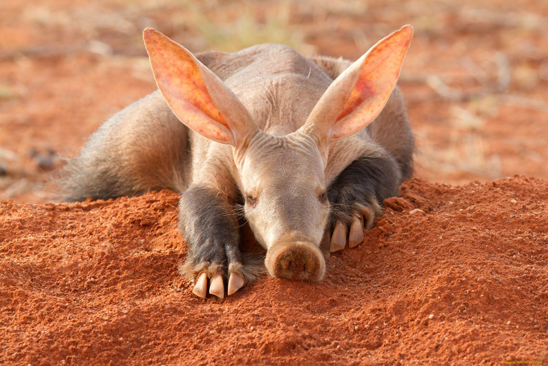 трубкозуб, животные, -, другое, африка, млекопитающее, трубкозубы, трубкозубовые, земляная, свинья