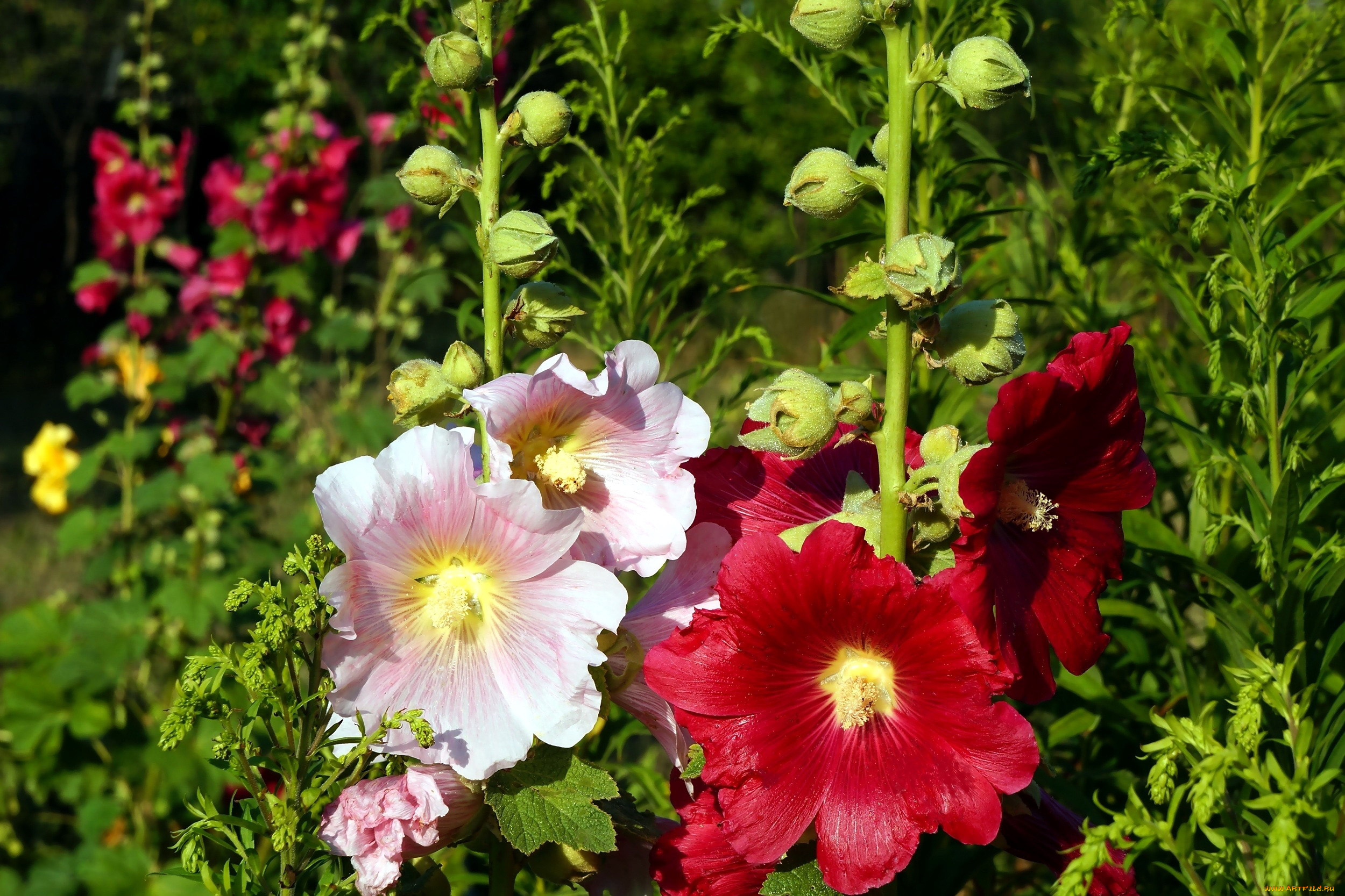 цветы, мальвы, розовая, алая, мальва