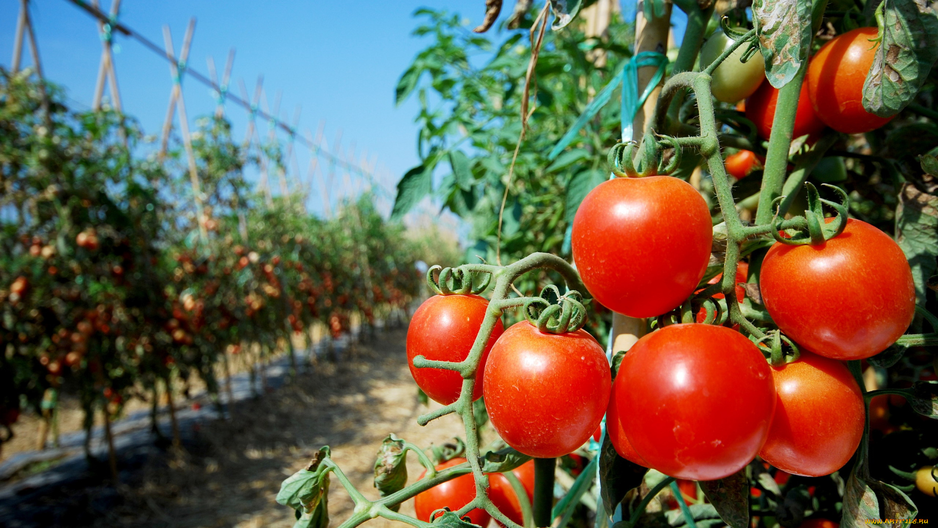 природа, плоды, помидоры