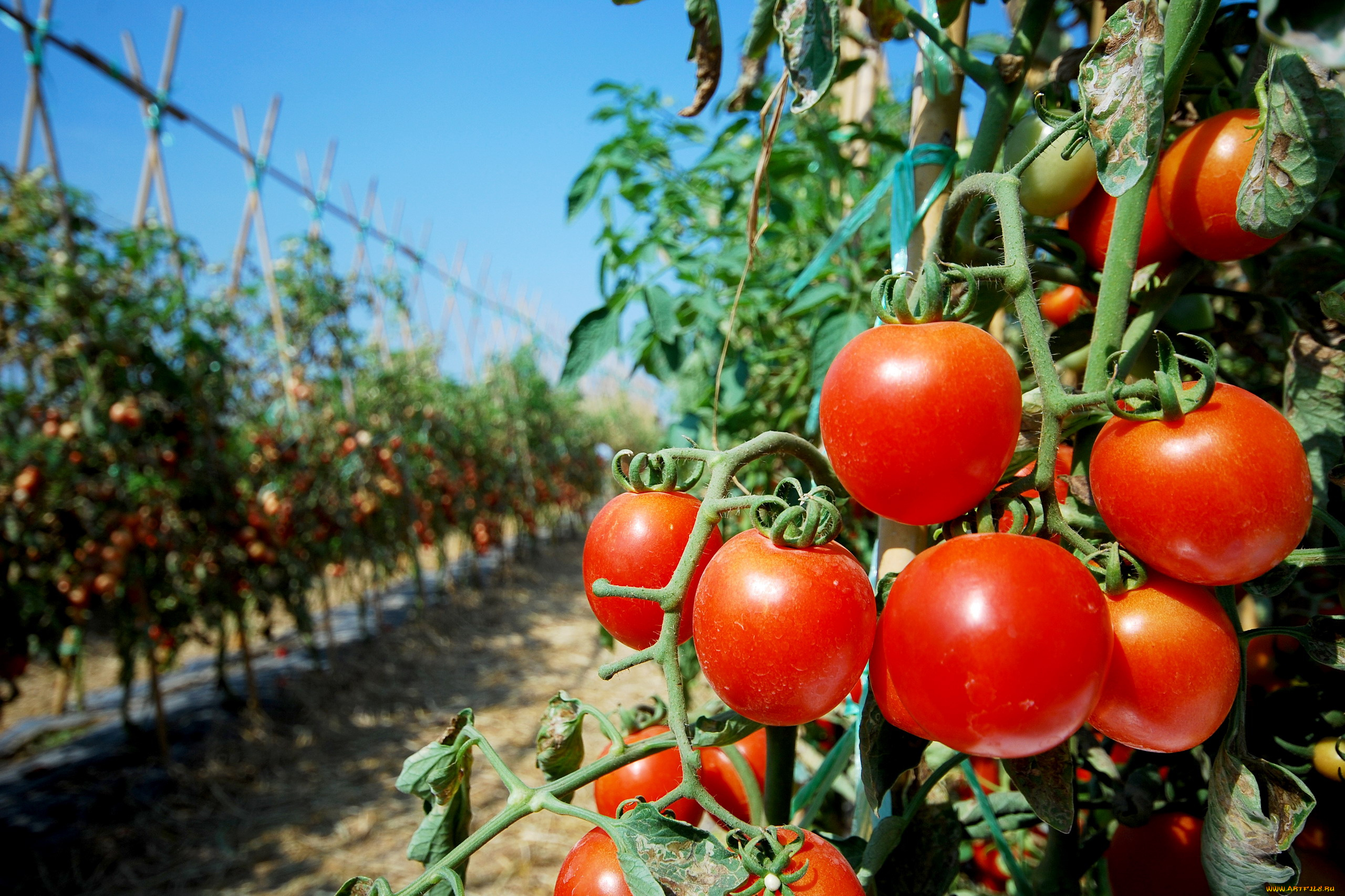 природа, плоды, помидоры