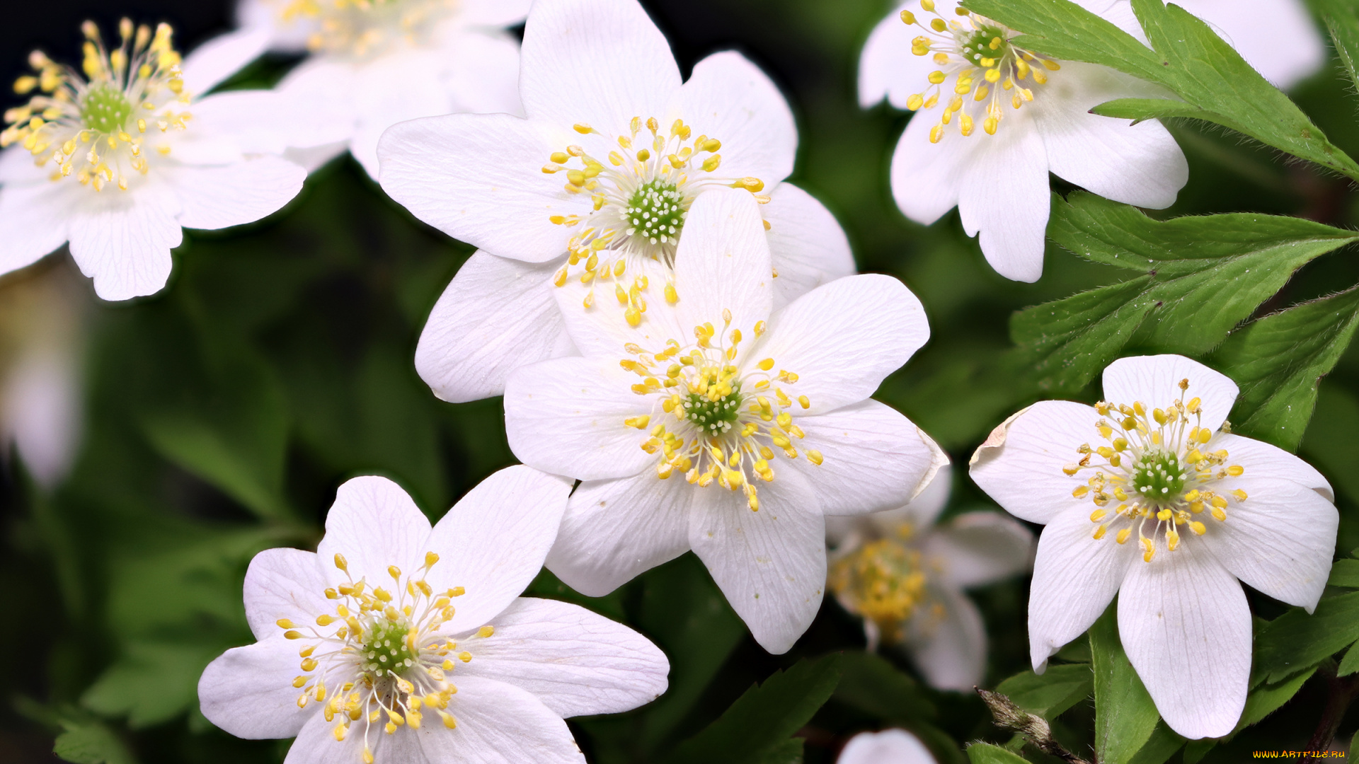 цветы, анемоны, , сон-трава, белые