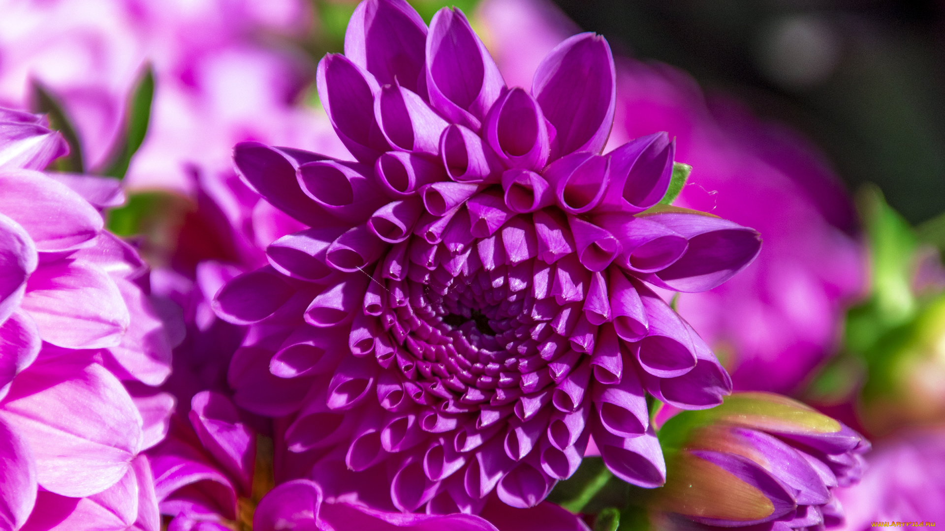 цветы, хризантемы, хризантема