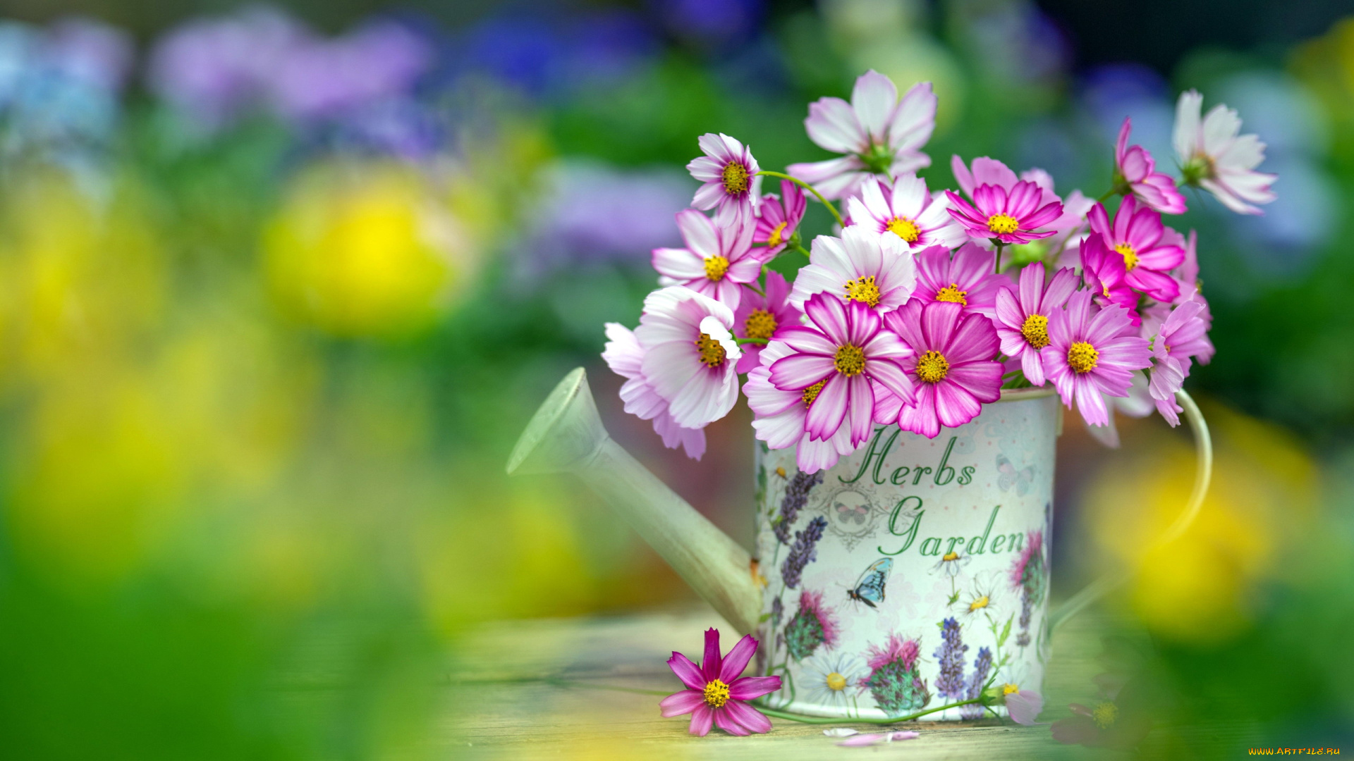 цветы, космея, лейка, космеи, боке