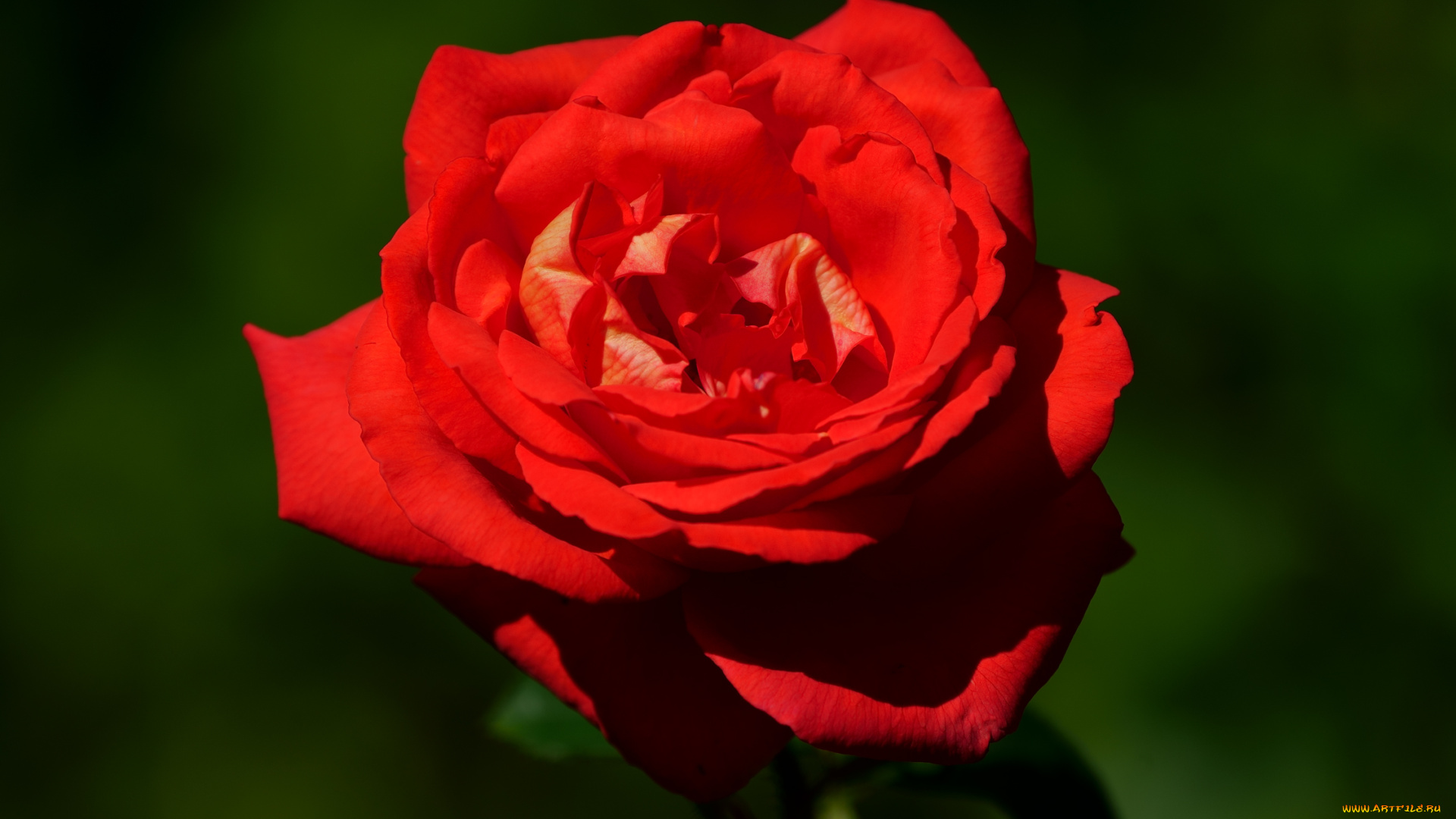 цветы, розы, роза