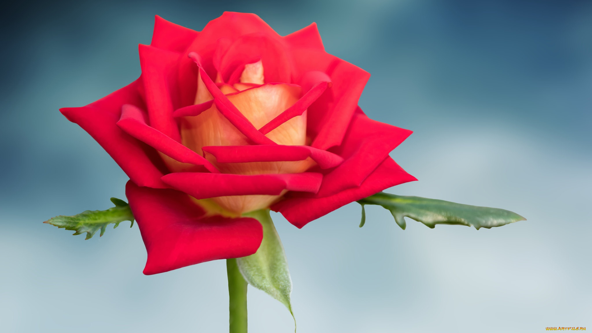 цветы, розы, роза