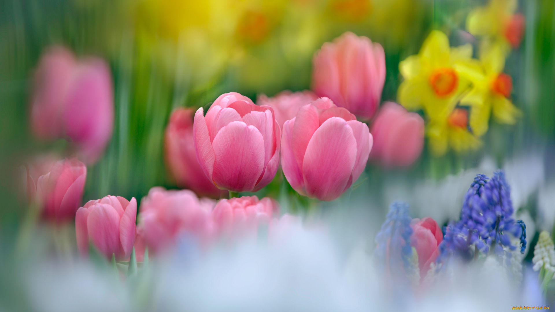 цветы, тюльпаны