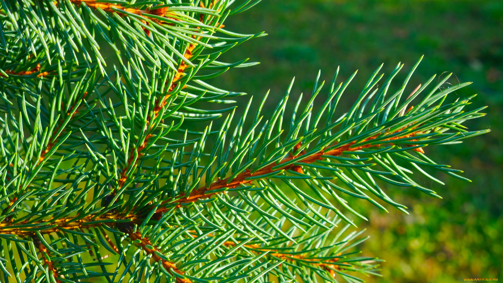 природа, деревья, green, tree, spruce, twig