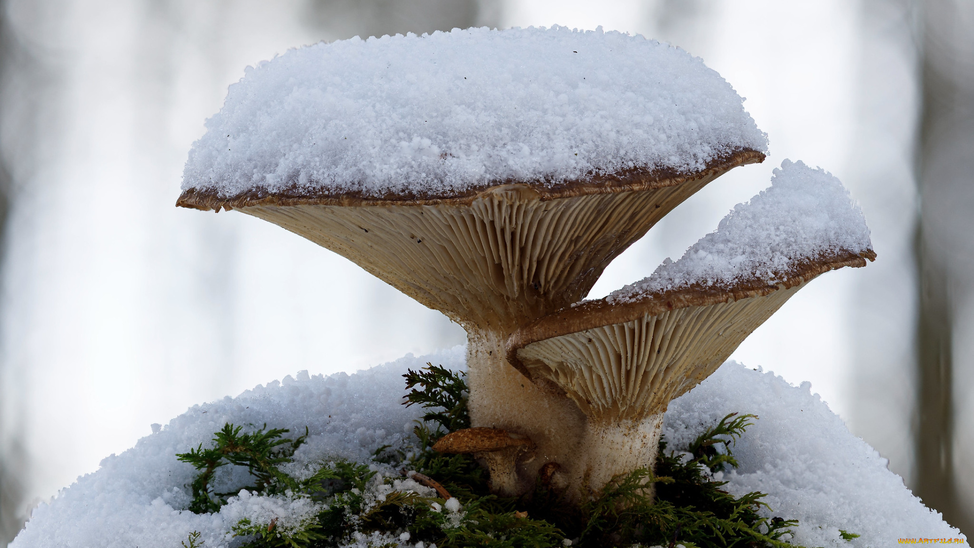 природа, грибы