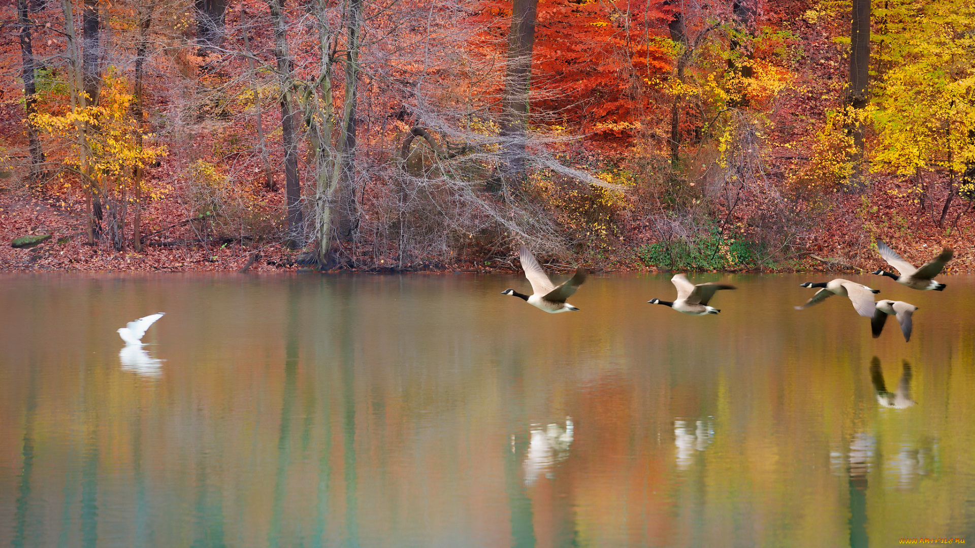 животные, гуси