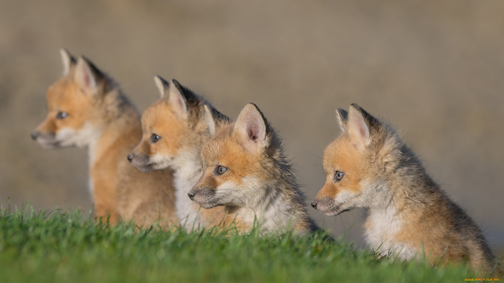 животные, лисы, лисята