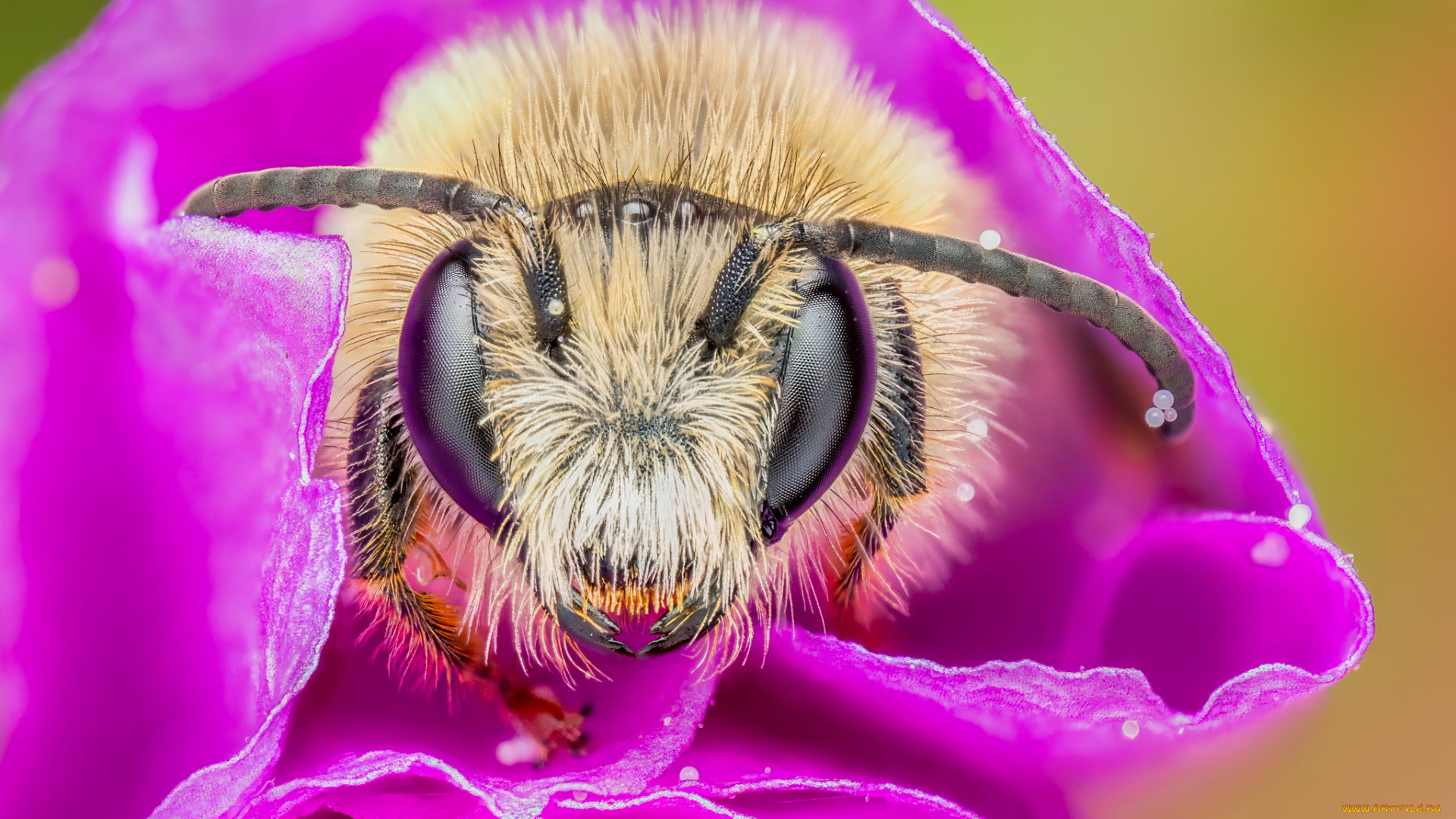 животные, пчелы, , осы, , шмели, пчела