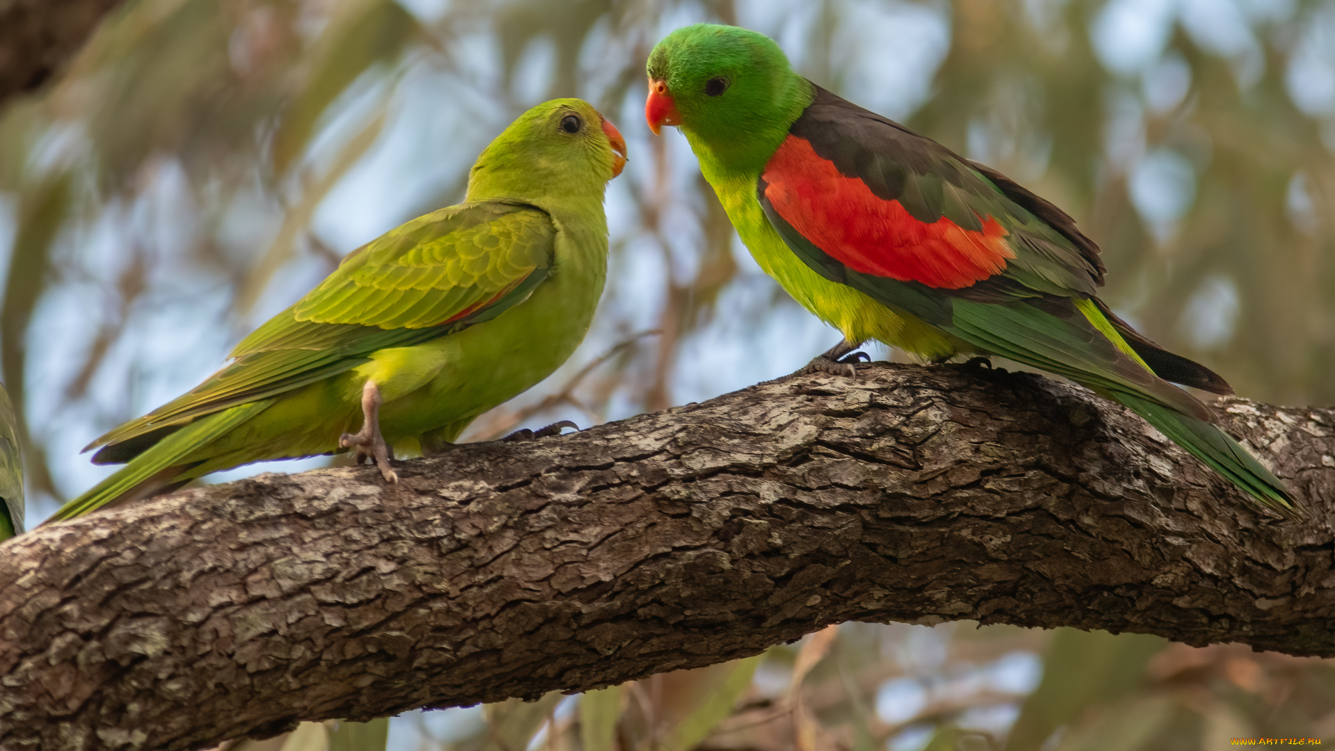 животные, попугаи