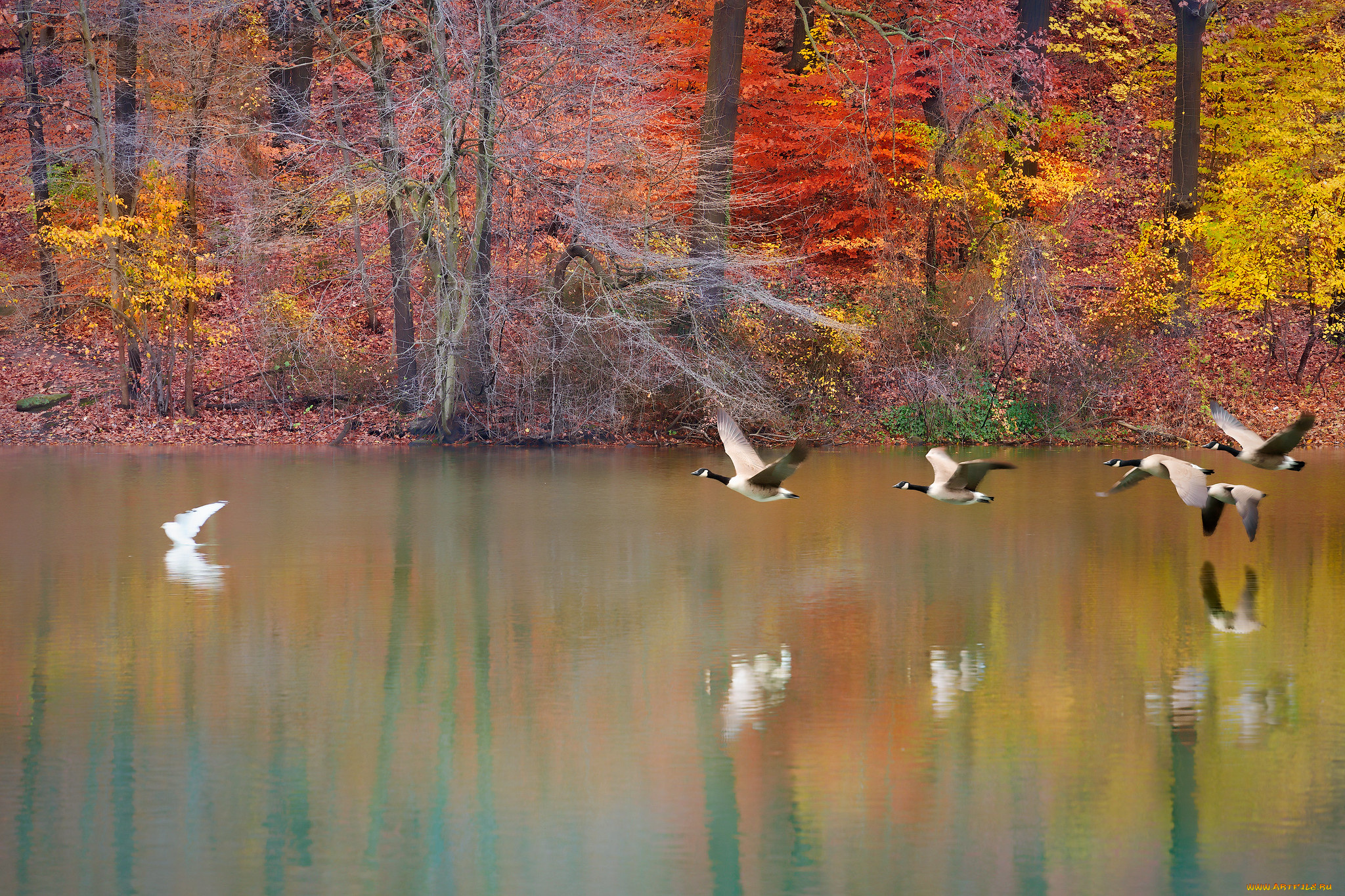 животные, гуси