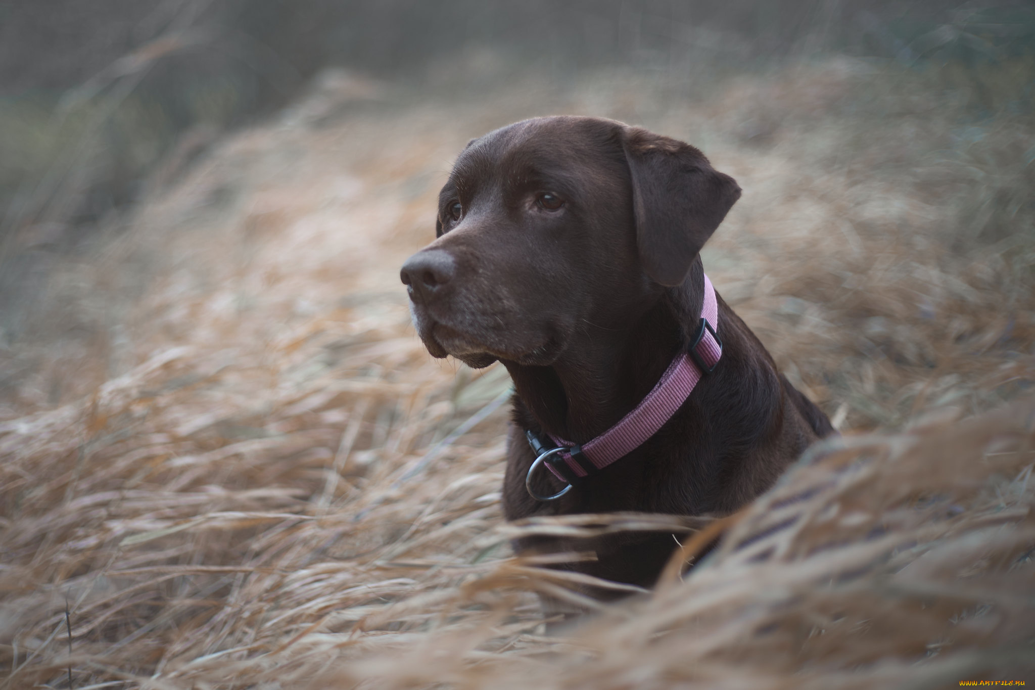 животные, собаки, собака