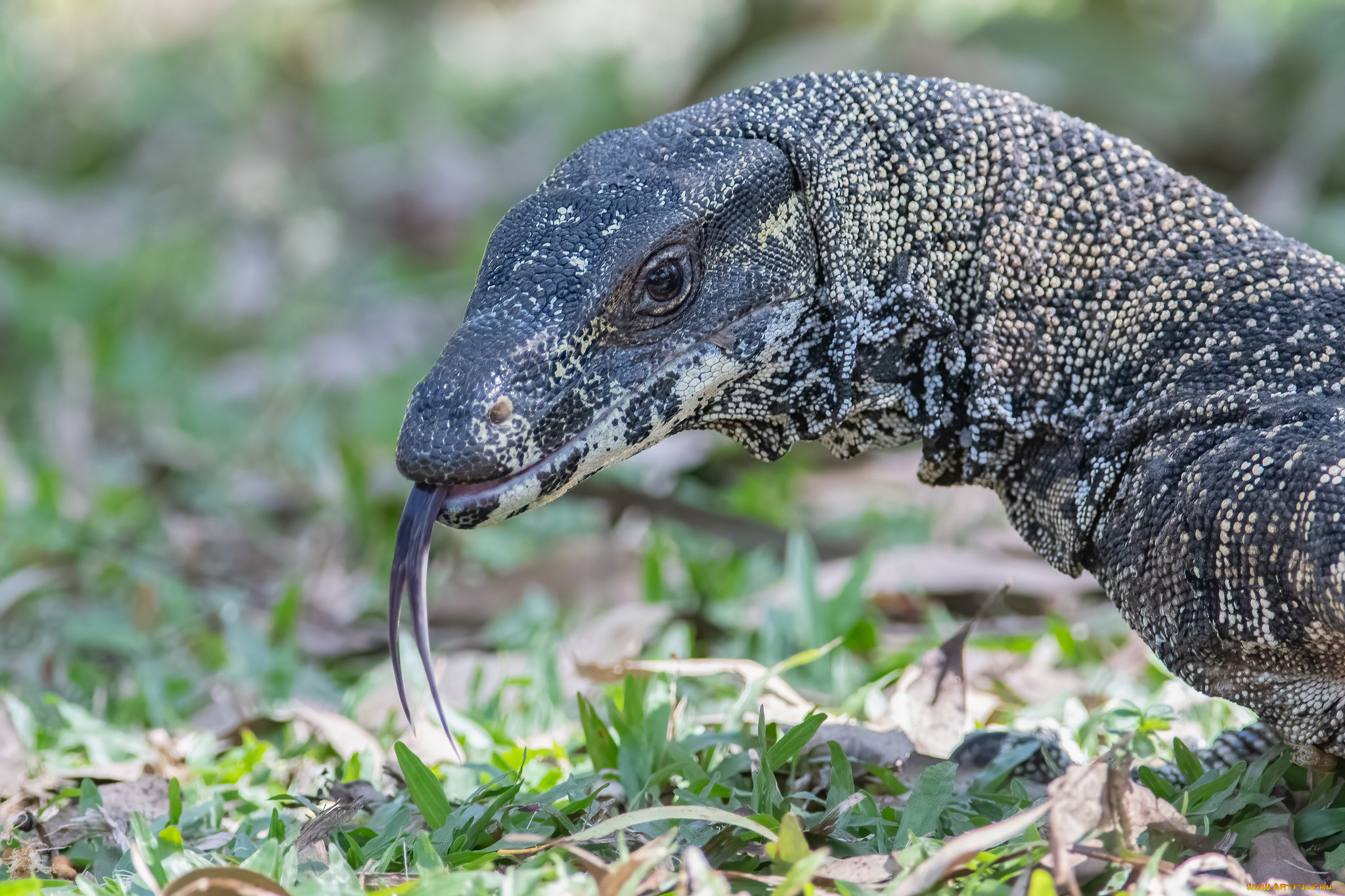 животные, ящерицы, , игуаны, , вараны, варан