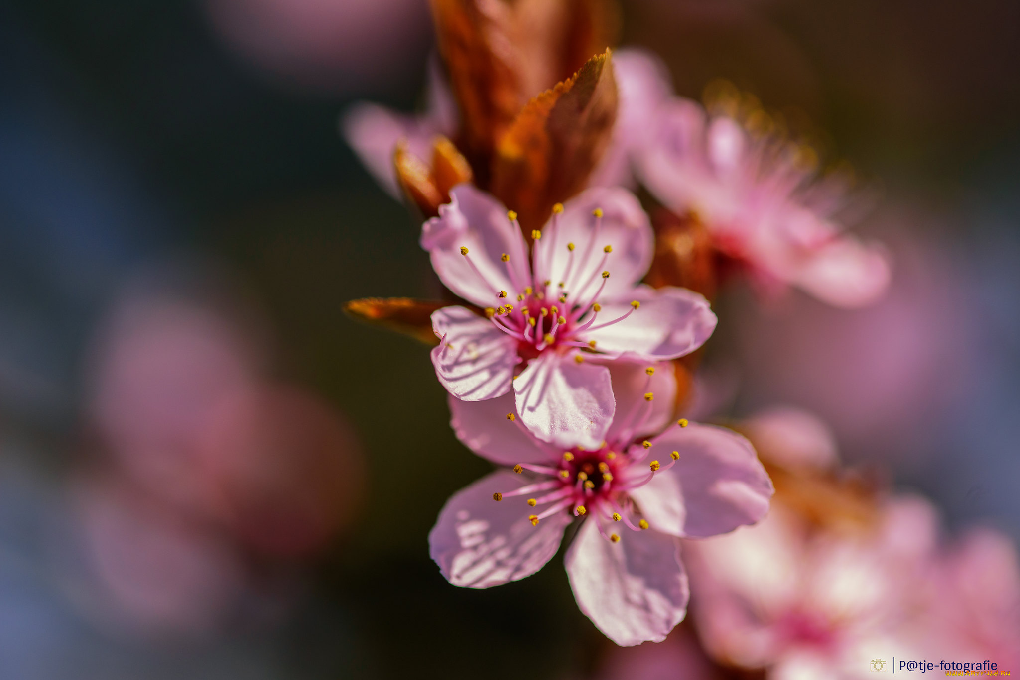 цветы, цветущие, деревья, , , кустарники, макро
