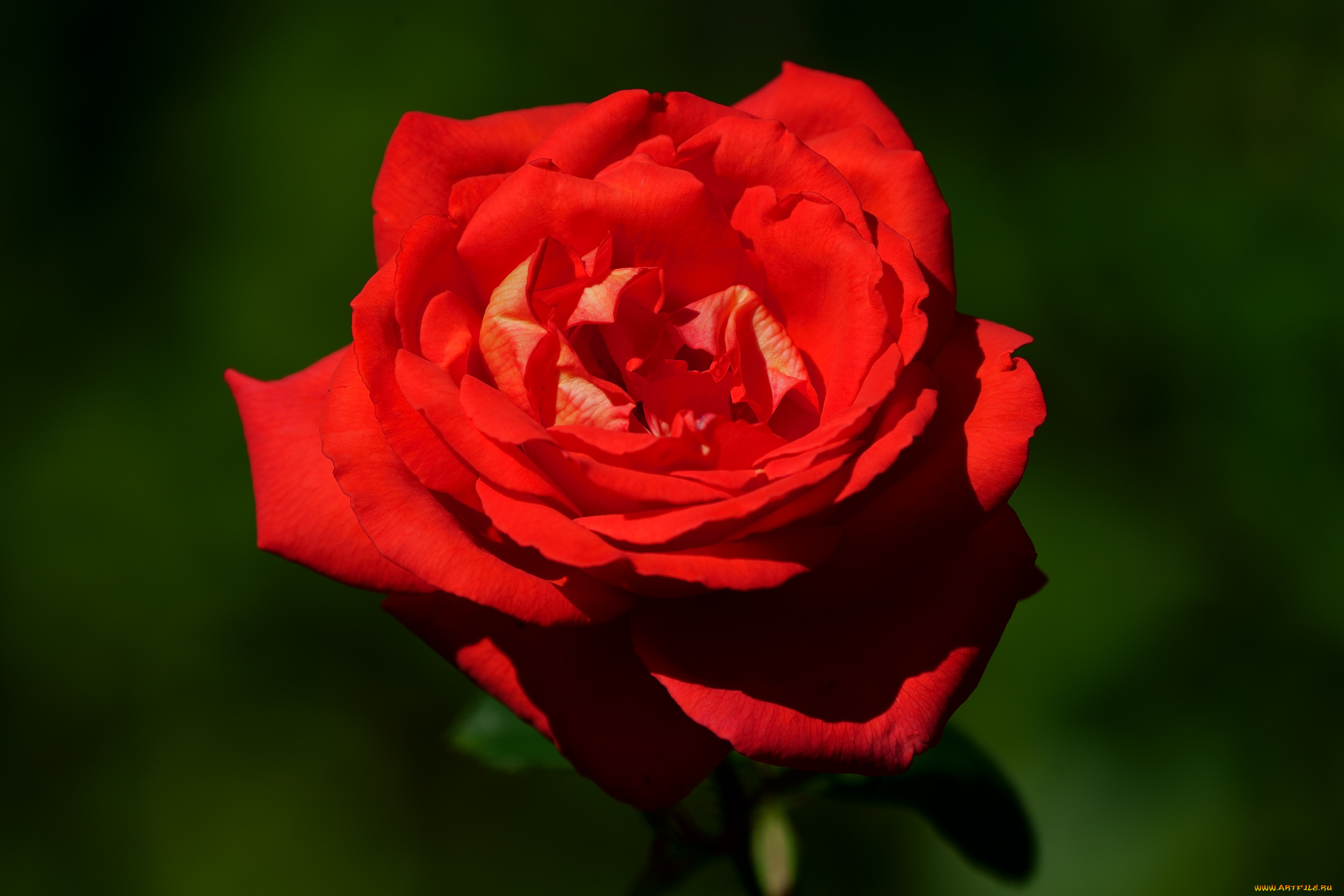 цветы, розы, роза