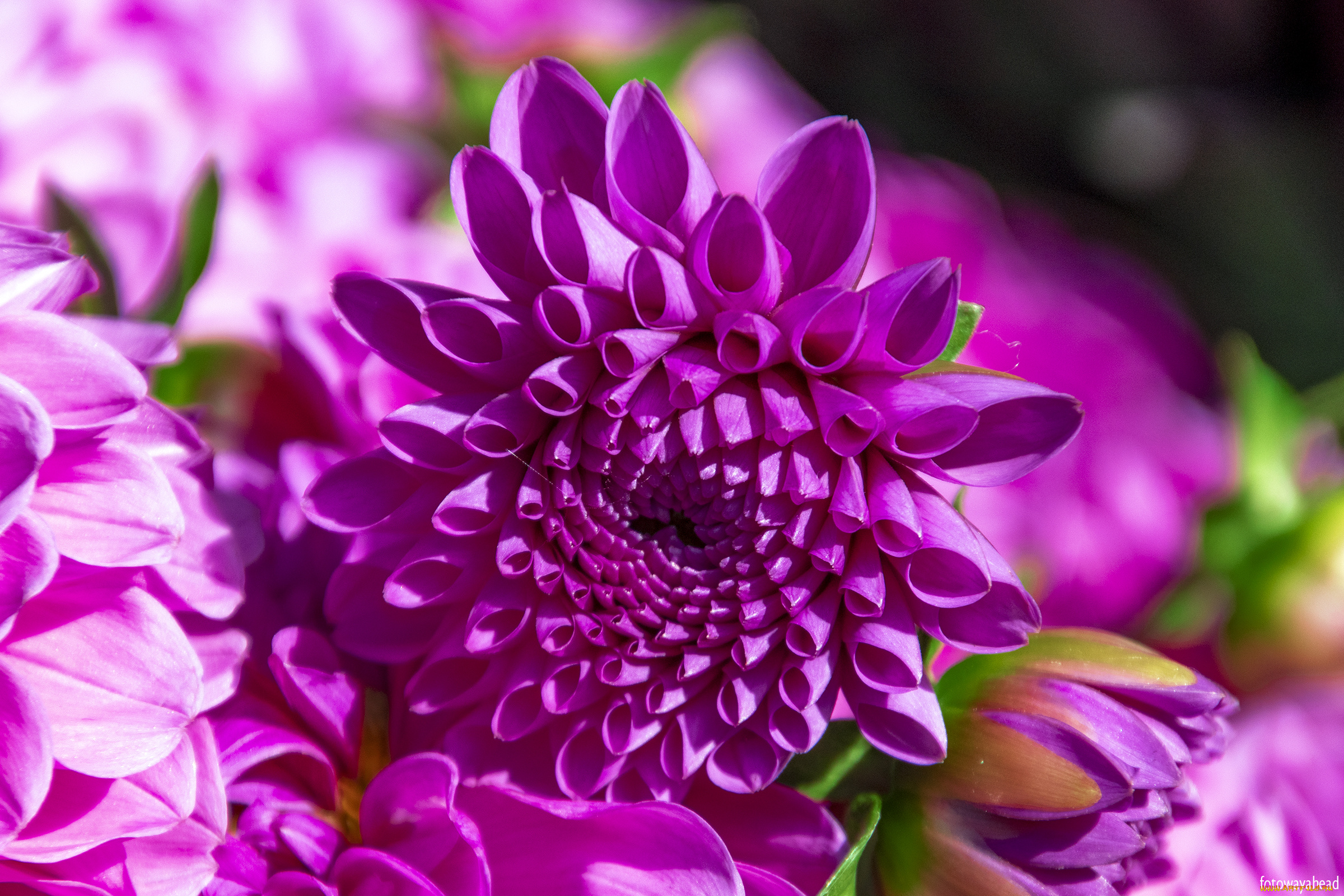 цветы, хризантемы, хризантема