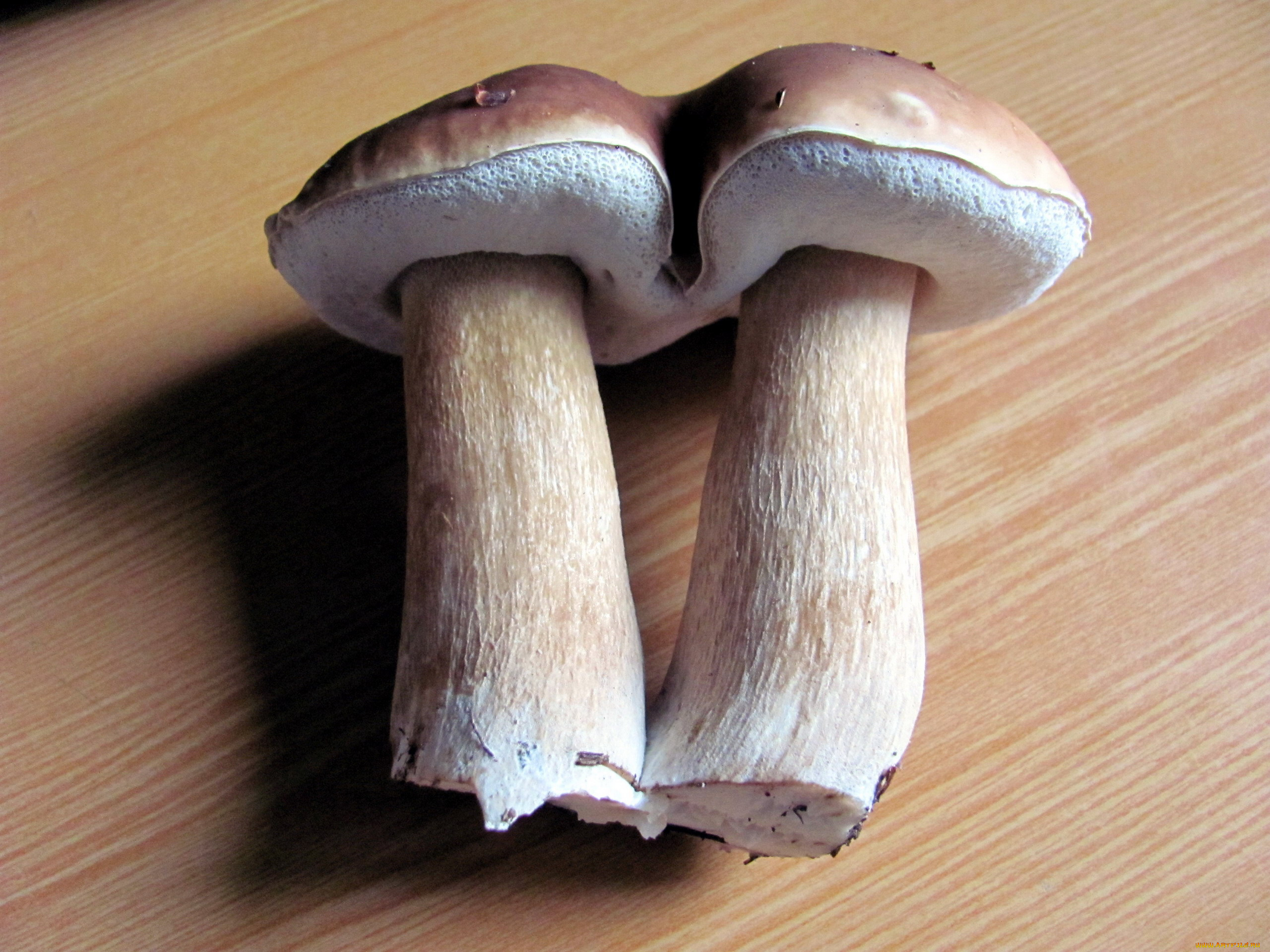 еда, грибы, , грибные, блюда, боровики