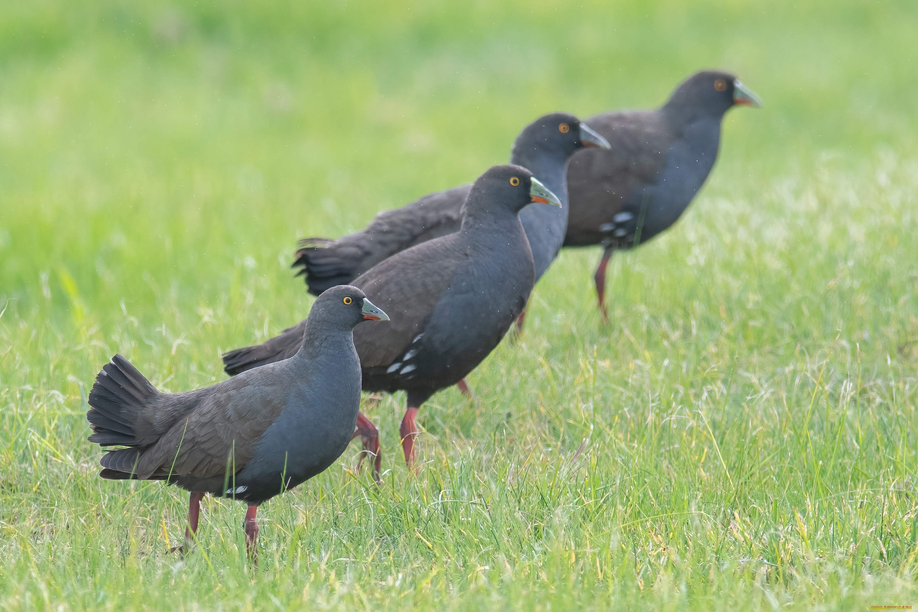 животные, птицы